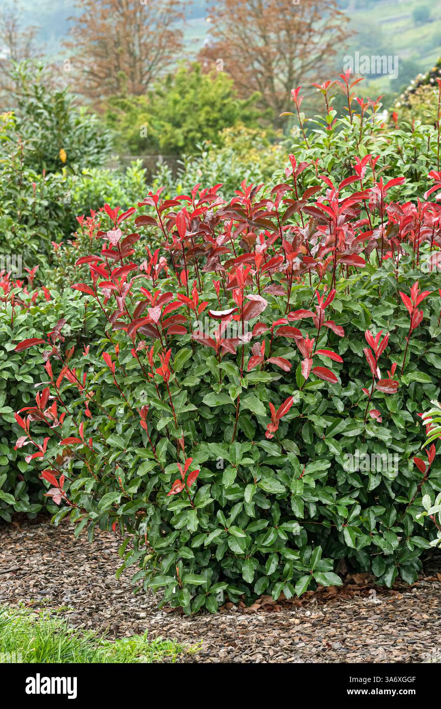 Photinia Fraser, photinia rouge pointe, baie de Noël (Photinia x fraseri 'Red Select', Photinia x fraseri Red Select, Photinia fraseri), pousses de feuilles de Banque D'Images