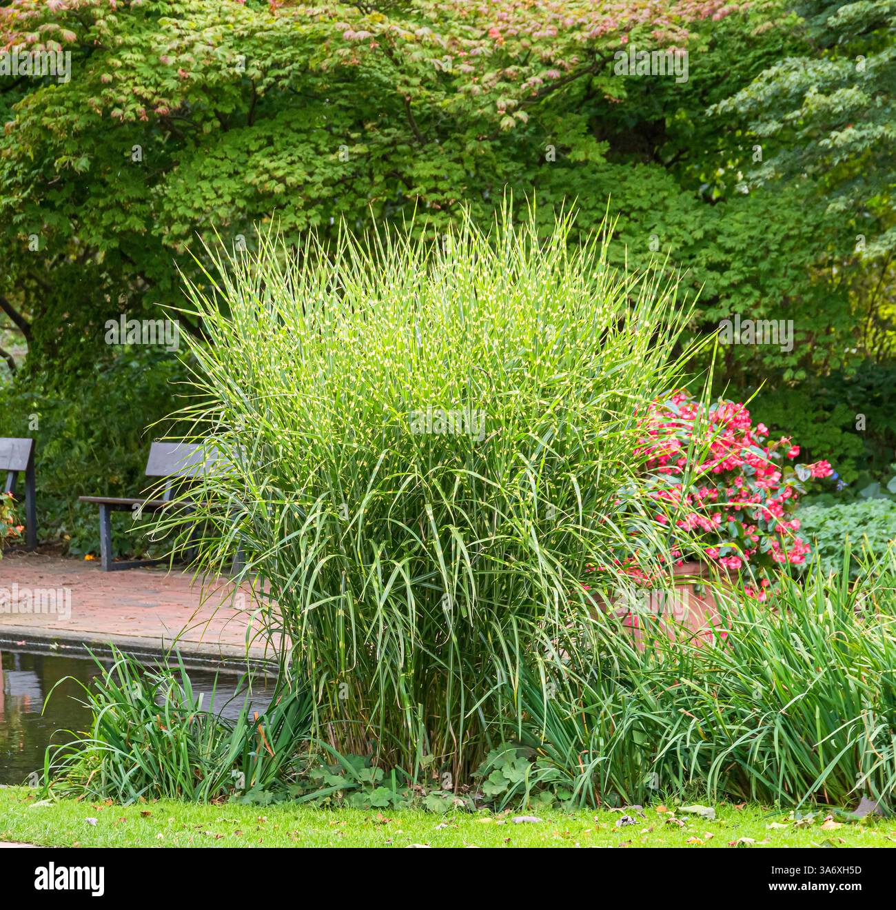 Herbe argentée chinoise, herbe zébrée, herbe tigre (Miscanthus sinensis 'Strictus', Miscanthus sinensis Strictus, Miscanthus sinensis var. zebrinus strict Banque D'Images