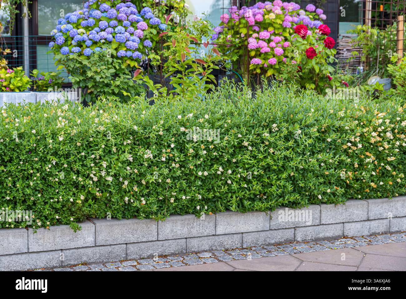 Privet commun, privet doré, privet sauvage, prim, privet européen (Ligustrum vulgare 'Lodense', Ligustrum vulgare Lodense, Ligustrum vulgare var. nanum Banque D'Images