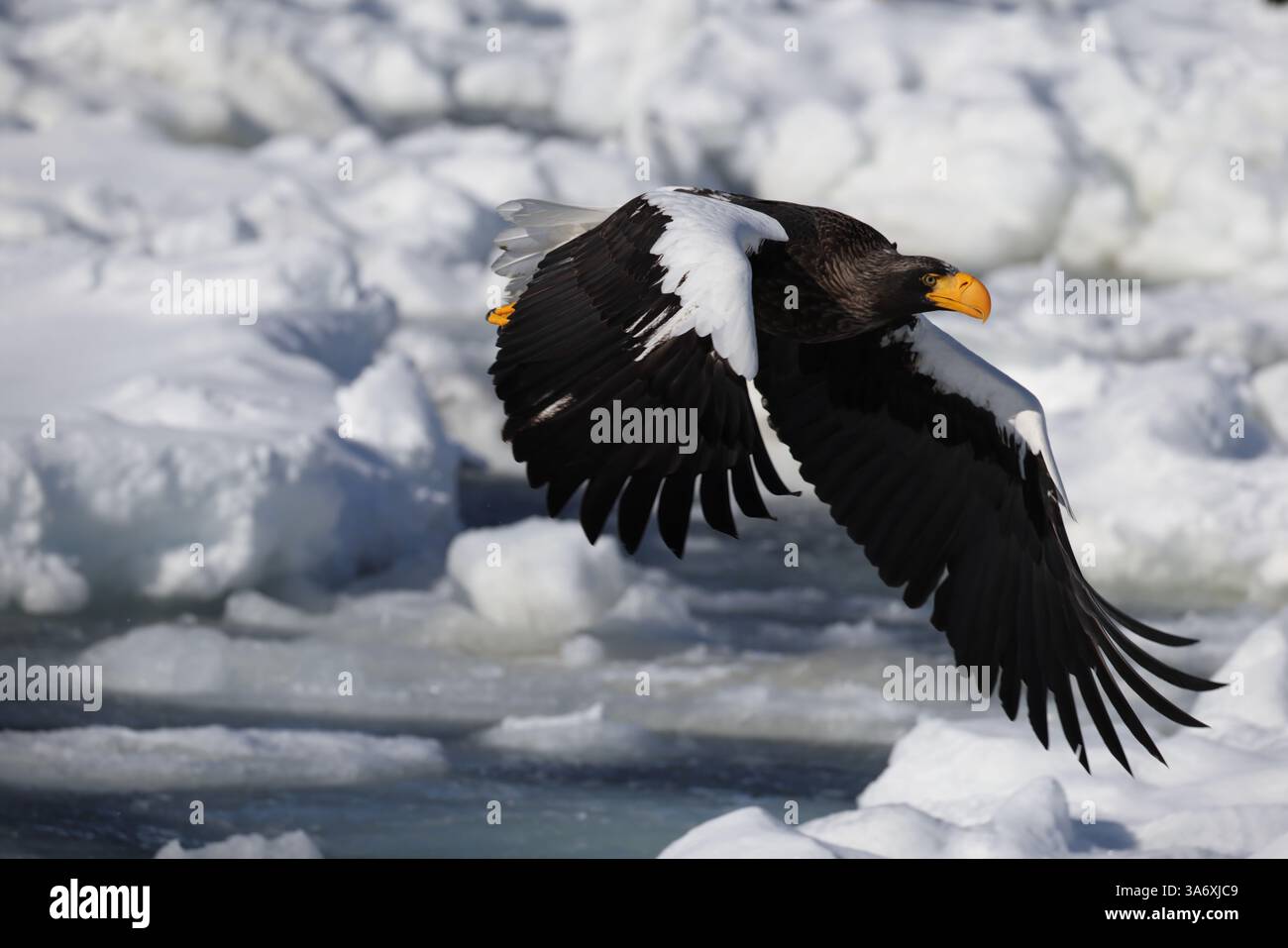 Aigle de Steller (Haliaeetus pelagicus), également connu sous le nom d'aigle de mer du Pacifique ou aigle à épaules blanches Banque D'Images