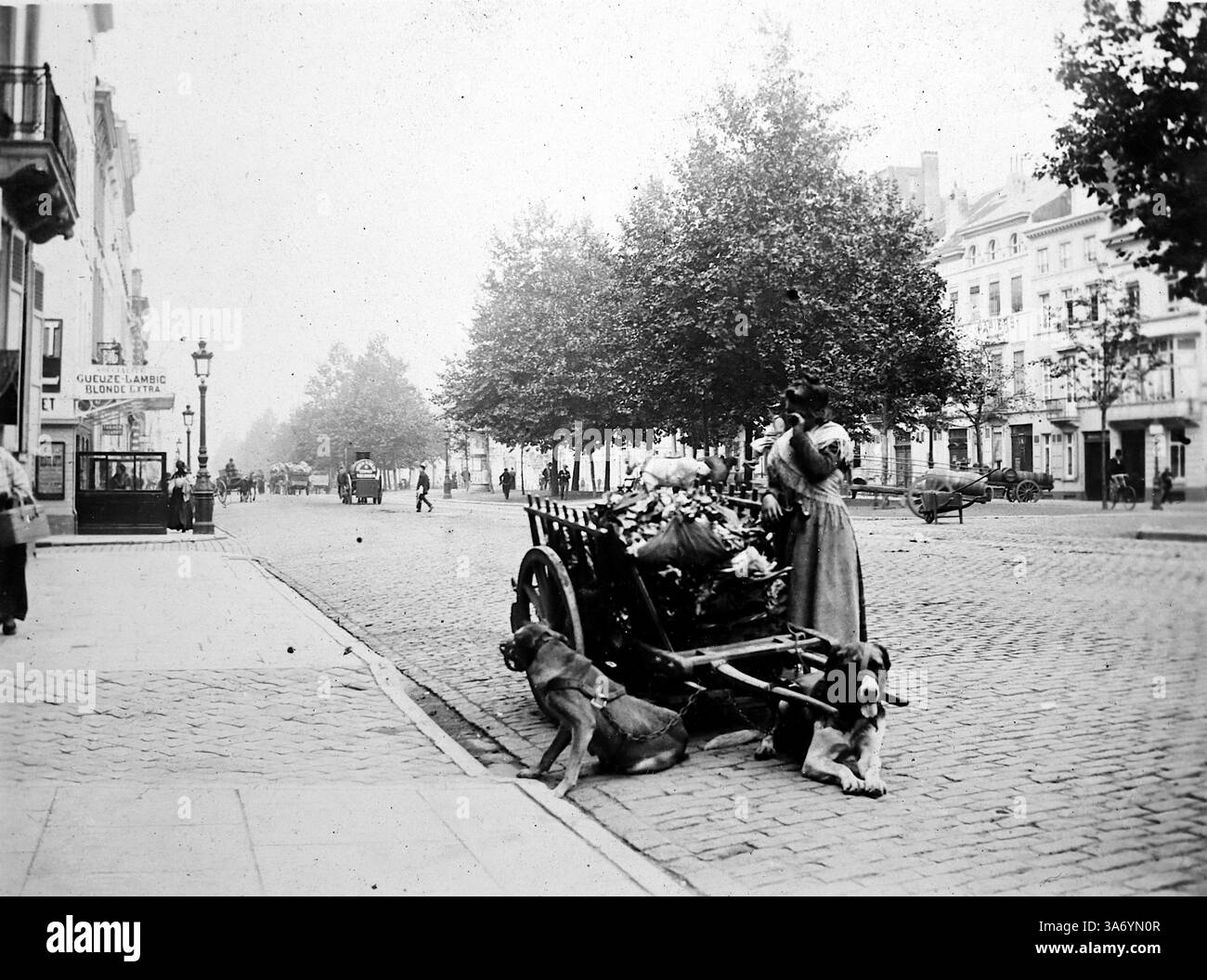Un vendeur ambulant à Bruxelles, en Belgique, avec un chariot tiré par des chiens chargés de légumes. La phrase 'Gueuze-Lambic Blonde Extra' est sur un panneau à proximité. Il fait référence à un type de bière belge traditionnelle. En 1899, ce panneau aurait fait la publicité de cette spécialité traditionnelle belge, mettant en valeur le riche patrimoine brassicole de la région. D’après une collection de photographies d’une tournée européenne familiale qui s’est déroulée en 1899. Les photographies originales étaient d'environ 3 ½ x 2 ½ pouces et présentent une vue intéressante des coutumes, des modes et de l'histoire sociale de la fin de la période victorienne. Banque D'Images