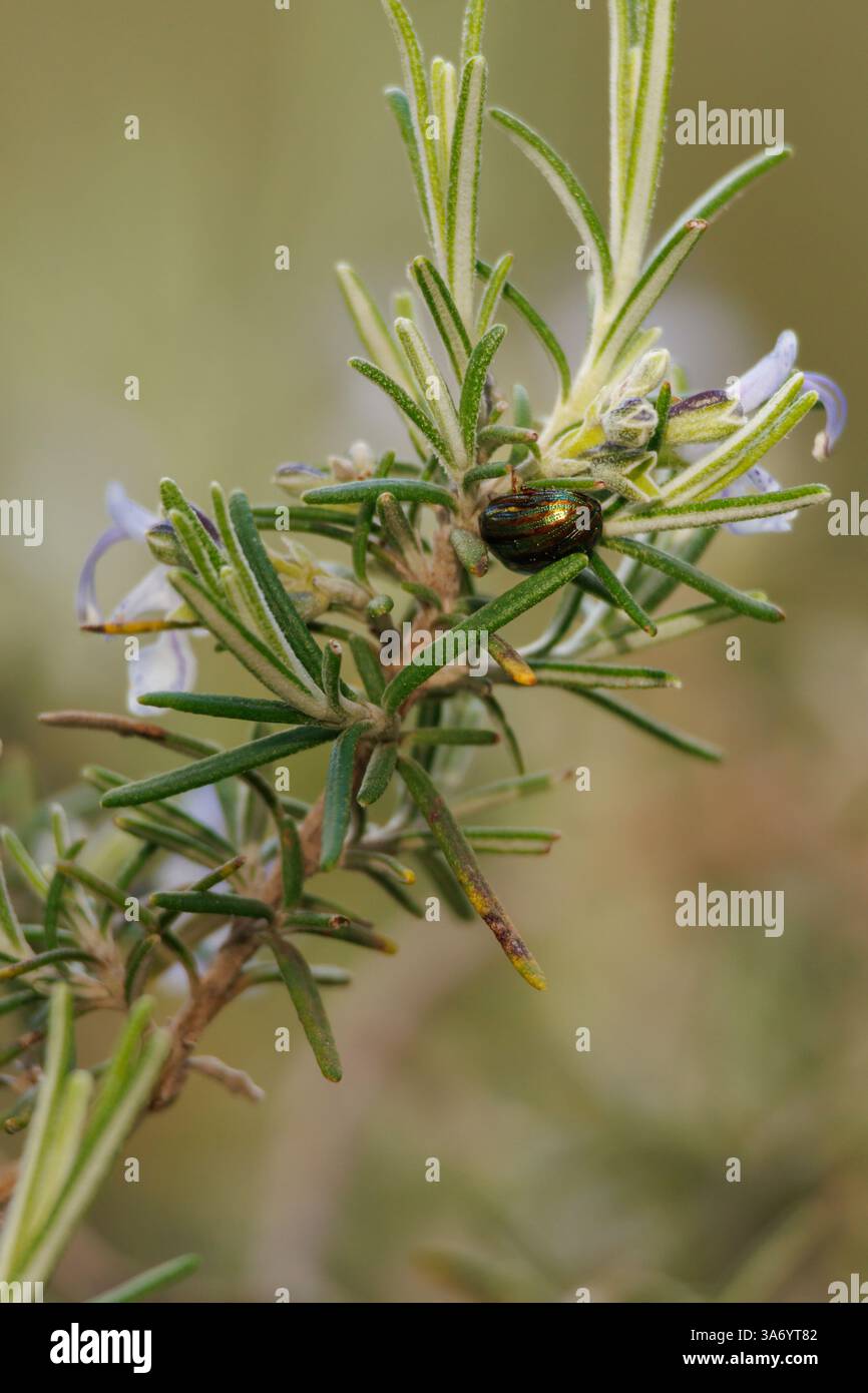 Coléoptère du romarin Chrysolina americana dormant sur un arbuste Salvia rosmarinus en fleurs. Alcoy, Espagne Banque D'Images