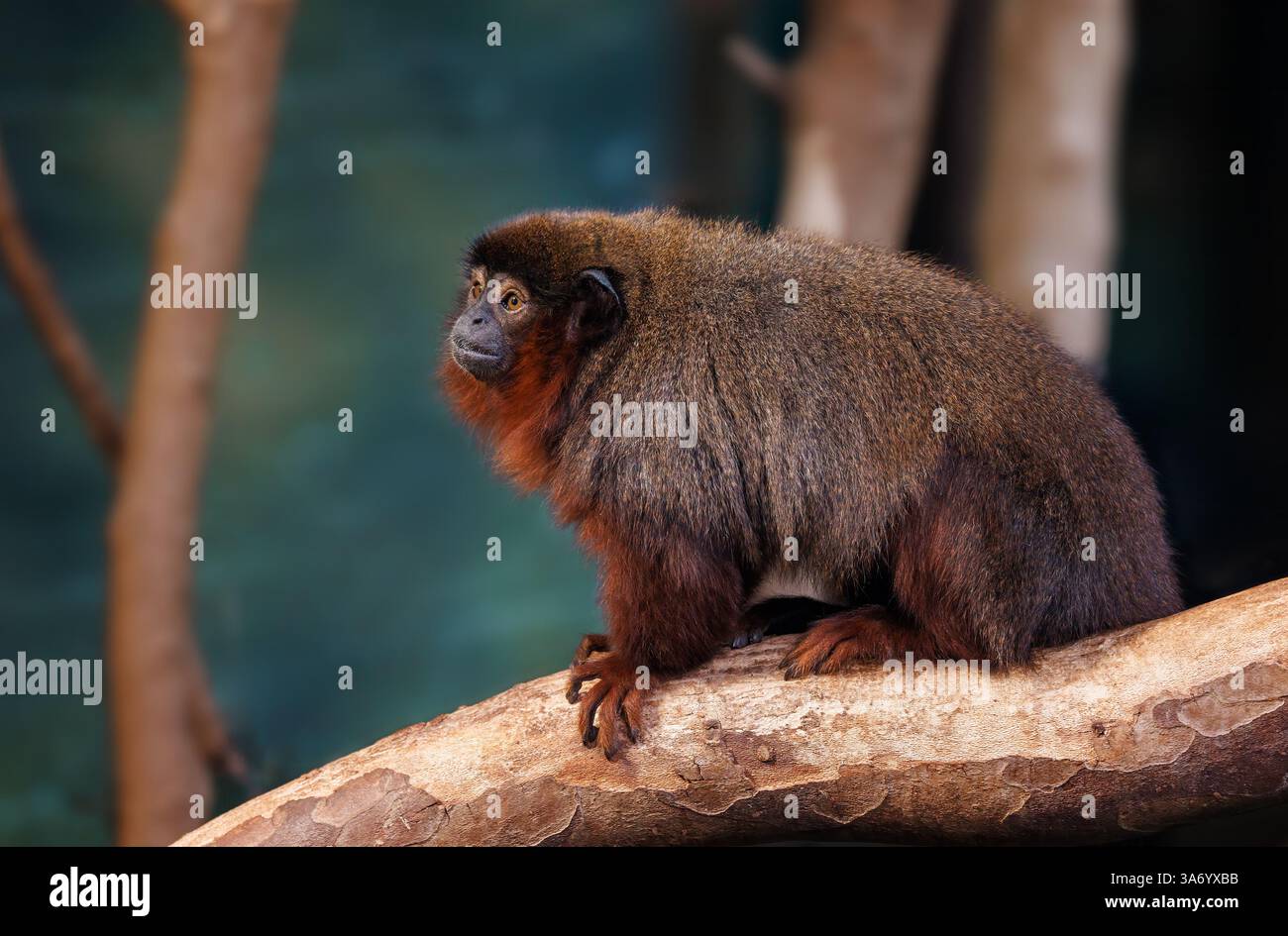 Un titi rouge ou singe cuivré, Callicebus cupreu, un nouveau singe du monde endémique des forêts tropicales du Brésil, de Bolivie, du Pérou, de l'Équateur et de la Colombie. Banque D'Images