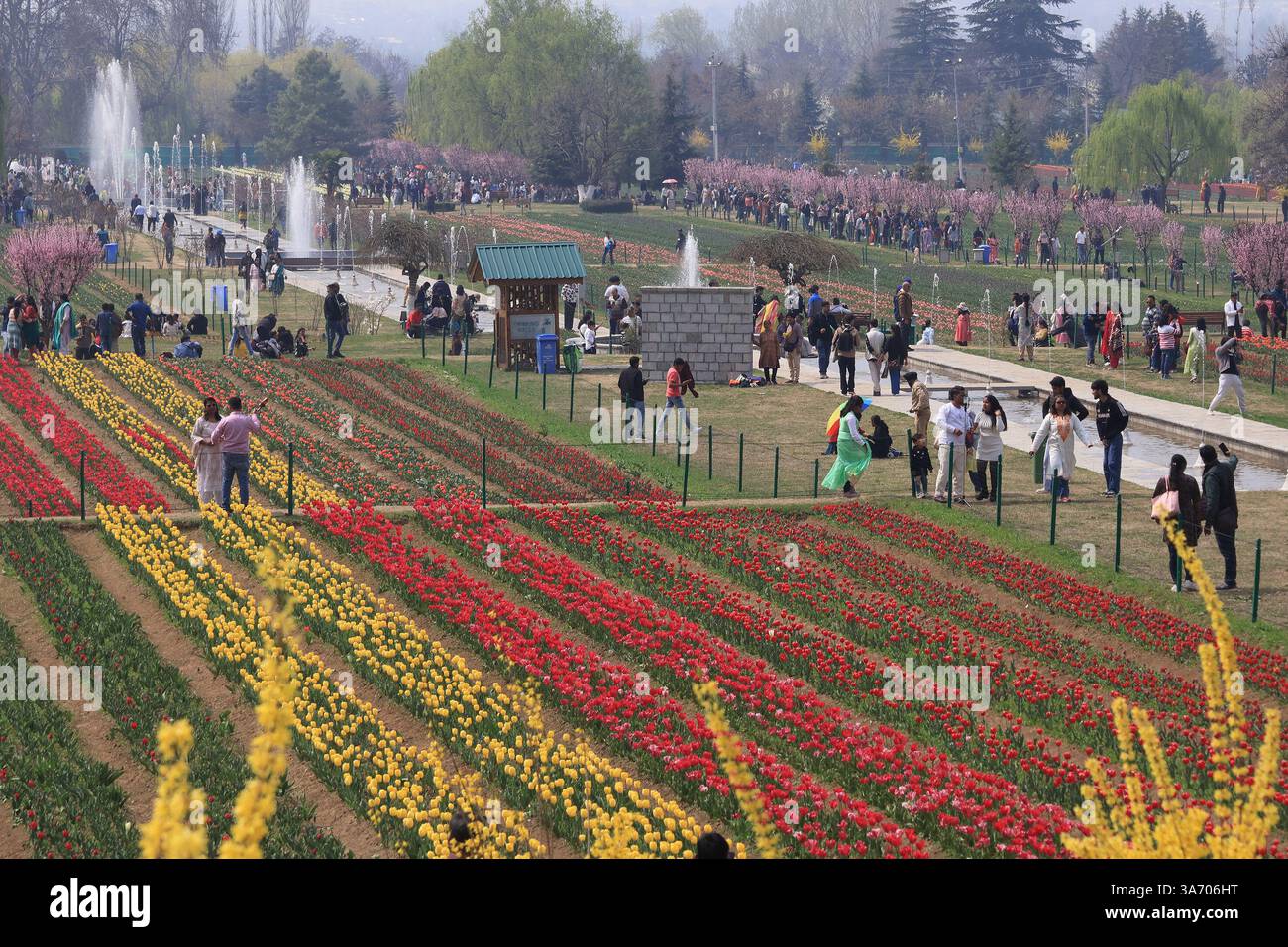 Srinagar, Jammu-et-Cachemire, Inde. 26 mars 2025. Les touristes indiens marchent à l'intérieur du jardin de tulipes Indira Gandhi Memorial à Srinagar, Jammu-et-Cachemire, le 26 mars 2025. Le jardin de tulipes au Cachemire, réparti sur une superficie d'environ 12 hectares et avec environ 1,7 millions de tulipes avec 74 variétés de différentes couleurs, est l'un des plus grands jardins de tulipes d'Asie et sert d'attraction touristique de premier plan (crédit image : © Basit Zargar/ZUMA Press Wire) USAGE ÉDITORIAL SEULEMENT ! Non destiné à UN USAGE commercial ! Banque D'Images