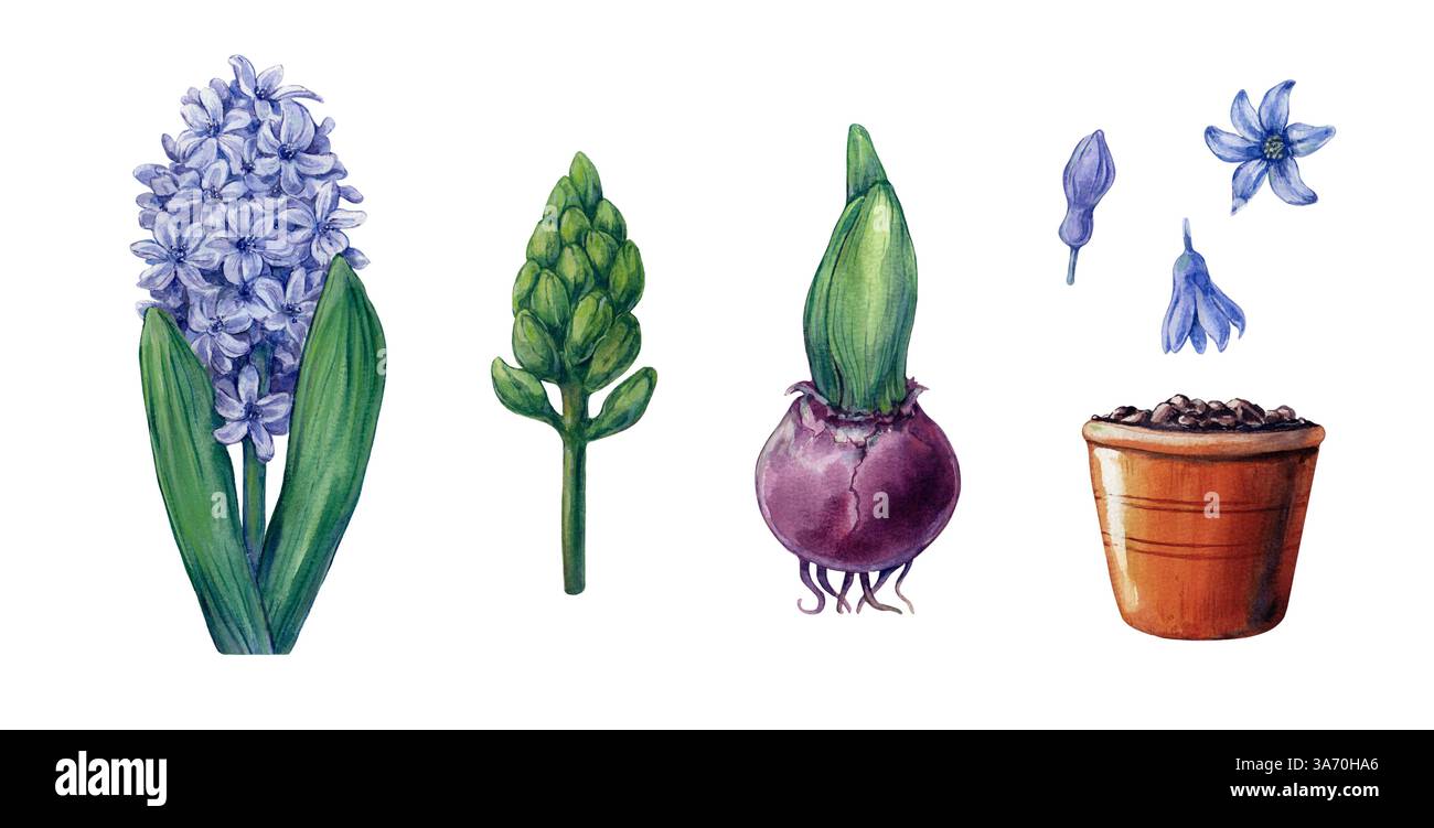 L'ensemble d'aquarelles isolées représente une jacinthe en pot, avec des feuilles vertes luxuriantes et des fleurs violettes vibrantes. Banque D'Images