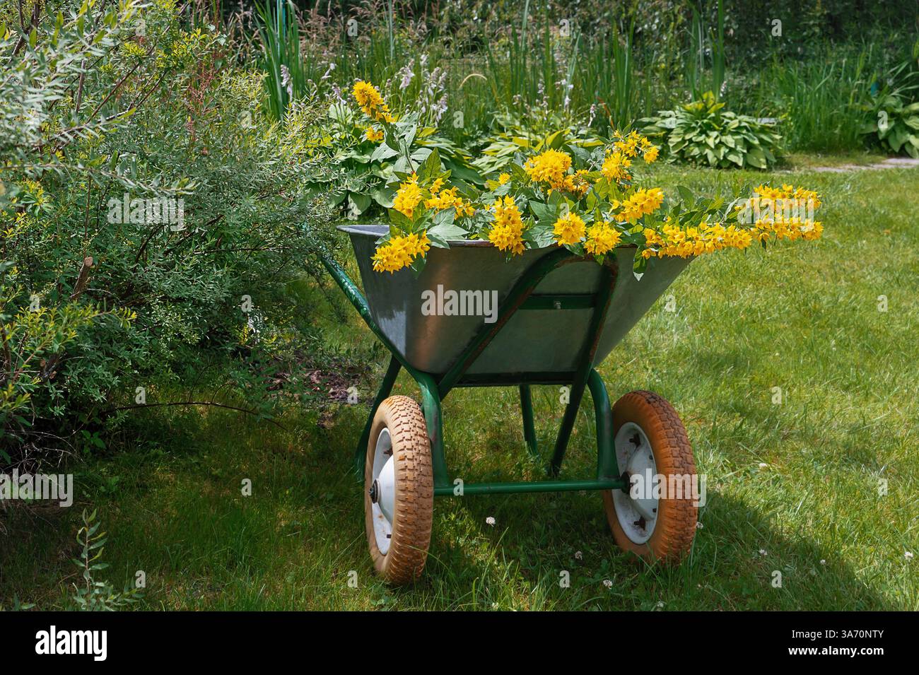 Brouette dans le jardin. Une vieille brouette de jardin remplie de plants de fleurs. Transplanter des arbustes et des fleurs dans le jardin. Banque D'Images