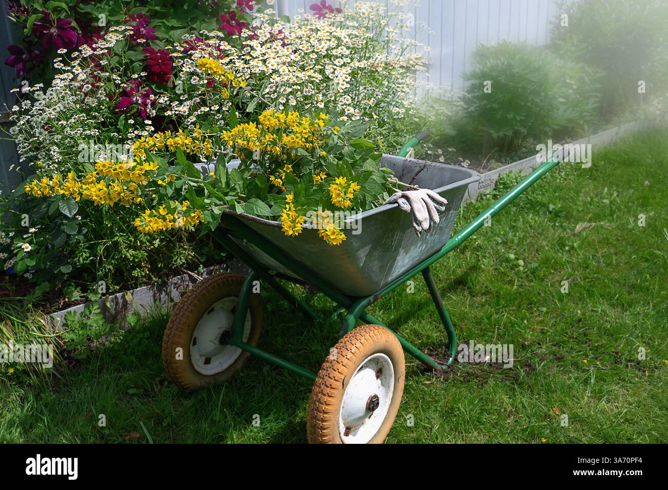 Brouette dans le jardin. Une vieille brouette de jardin remplie de plants de fleurs. Transplanter des arbustes et des fleurs dans le jardin. Banque D'Images