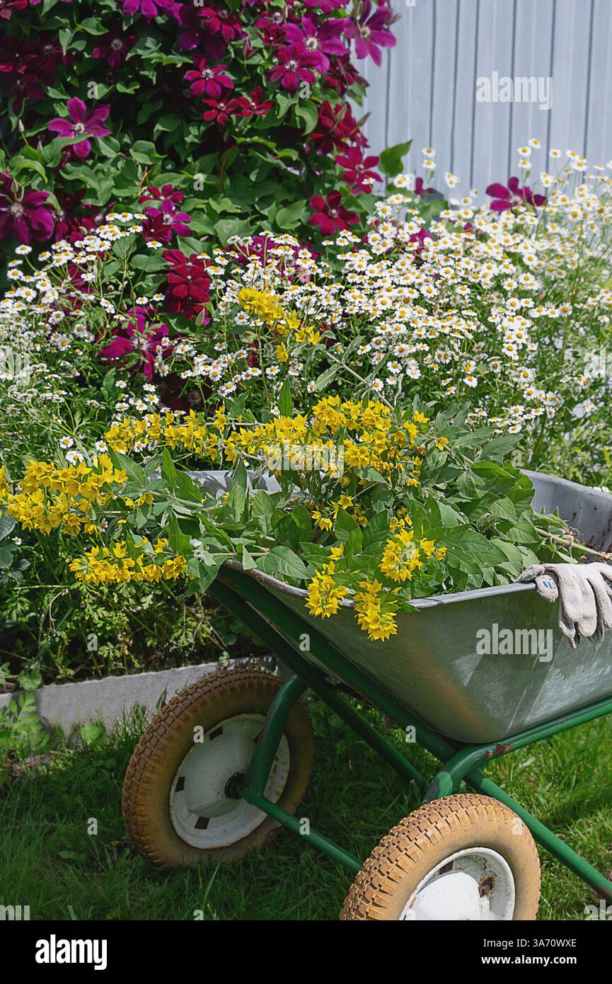 Brouette dans le jardin. Une vieille brouette de jardin remplie de plants de fleurs. Transplanter des arbustes et des fleurs dans le jardin. Banque D'Images