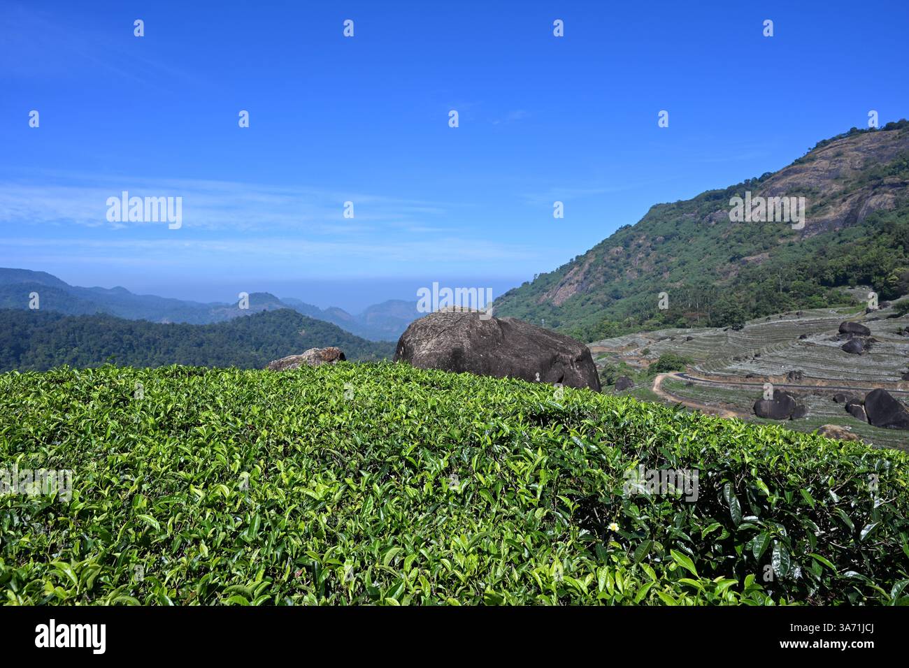 Hill station du Kerala Inde , Une plantation de thé luxuriante et paysage situé dans Idukki Kerala, Inde Banque D'Images