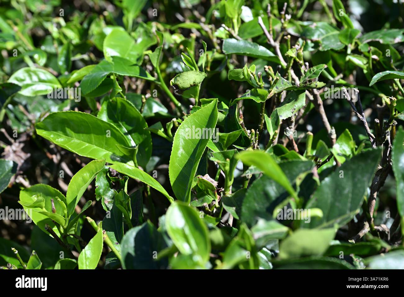 Kerala India , Une plantation de thé luxuriante située dans Hill station de Idukki Kerala, Inde Banque D'Images