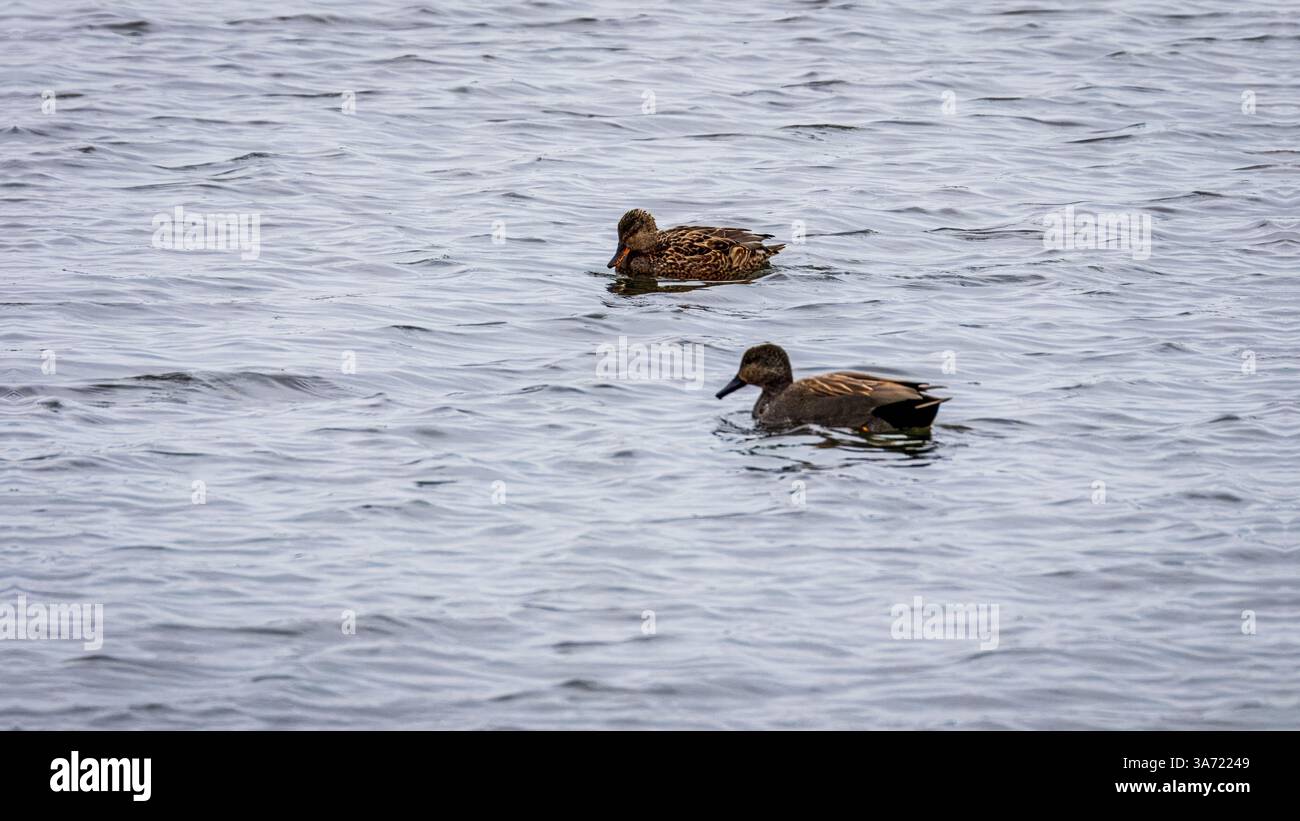 Shelducks, Mallards, Wigeon et Moorhen se nourrissent sur un lac. Banque D'Images