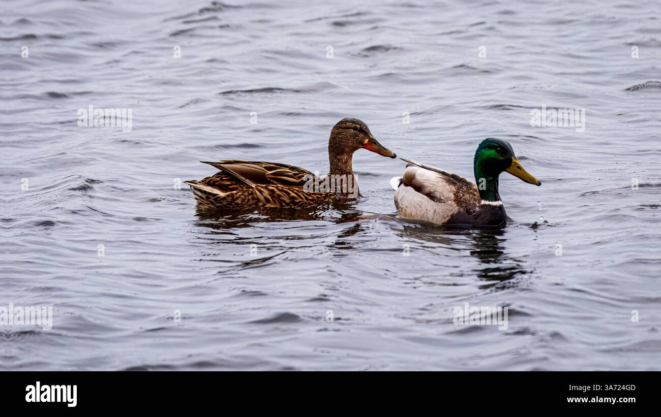 Shelducks, Mallards, Wigeon et Moorhen se nourrissent sur un lac. Banque D'Images