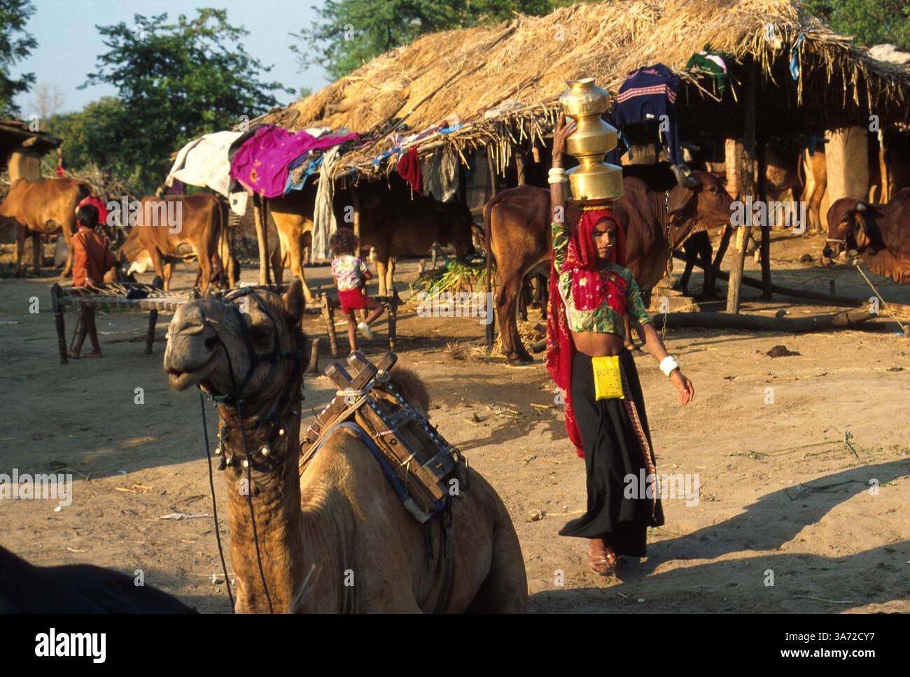 1 JANVIER 2011 - CETTE FEMME DU VILLAGE CHARGE À LA TÊTE DE GRANDS CONTENANTS DE LAIT À LA COOPÉRATIVE LAITIÈRE DU VILLAGE. VÊTUE DE VÊTEMENTS TRADITIONNELS ET DE TATOUAGES, CETTE FEMME VA À LA LAITERIE DEUX FOIS PAR JOUR, APRÈS AVOIR TRAIT SON BÉTAIL. ICI, DANS LE VILLAGE DE RUN DANS LA CAMPAGNE DE L'ÉTAT DE GUJURAT, À ENVIRON 60 MILES AU SUD D'AHMEDABAD. CE VILLAGE ABRITE UN PEUPLE BERGER NOMADE TRADITIONNEL QUI, EN RAISON DU MANQUE DE PÂTURAGES POUR LEUR BÉTAIL, SONT DEVENUS PLUS INSTALLÉS..K32132PQ VILLAGE DE GUJURATI, INDE. PAUL QUAYLE/ 2003 (crédit Ima Banque D'Images