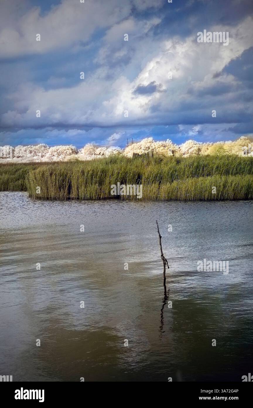célibataire dans la rivière alde à snape, suffolk, angleterre Banque D'Images