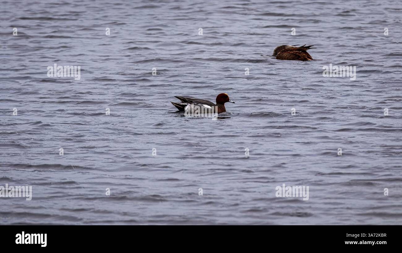 Shelducks, Mallards, Wigeon et Moorhen se nourrissent sur un lac. Banque D'Images