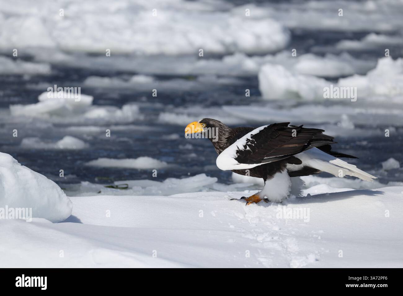 Aigle de Steller (Haliaeetus pelagicus), également connu sous le nom d'aigle de mer du Pacifique ou aigle à épaules blanches Banque D'Images Aigle de Steller (Haliaeetus pelagicus), également connu sous le nom d'aigle de mer du Pacifique ou aigle à épaules blanches Banque D'Images