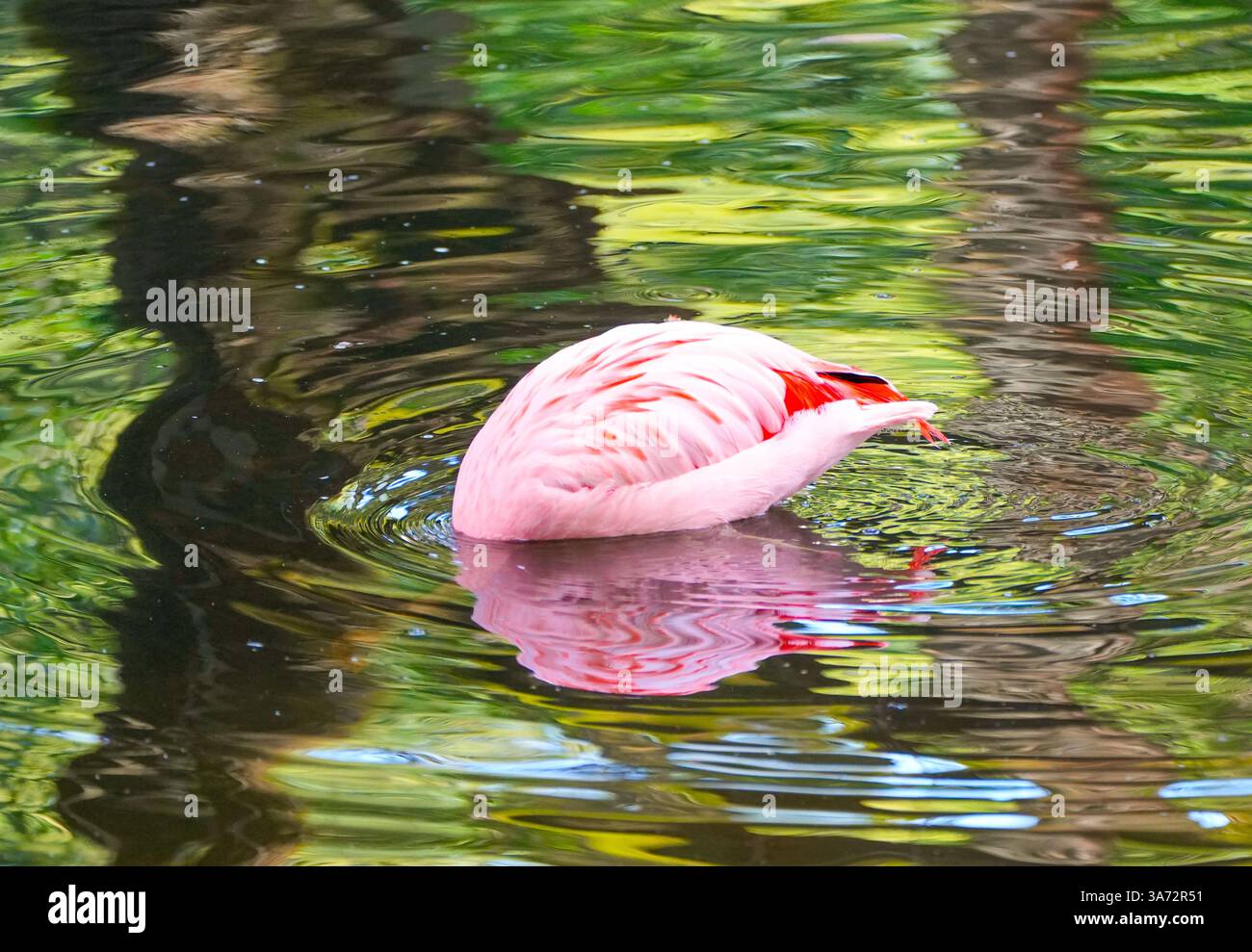 Nager flamant cherche de la nourriture dans l'eau. Banque D'Images