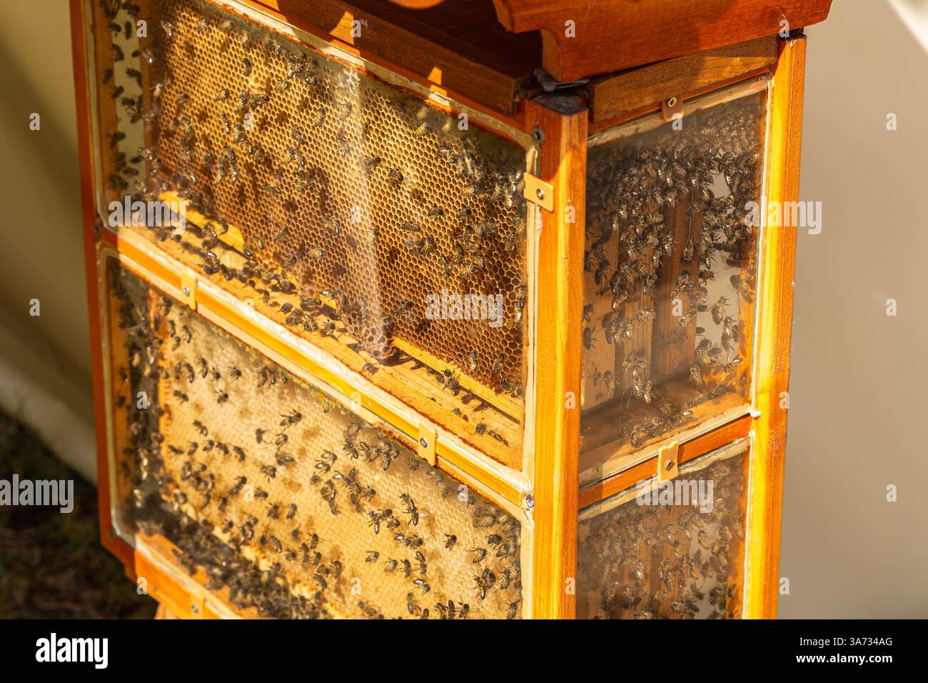 Abeilles. Miel abeille ruche avec le miel en peigne et la cire dans un écran derrière le verre. Banque D'Images