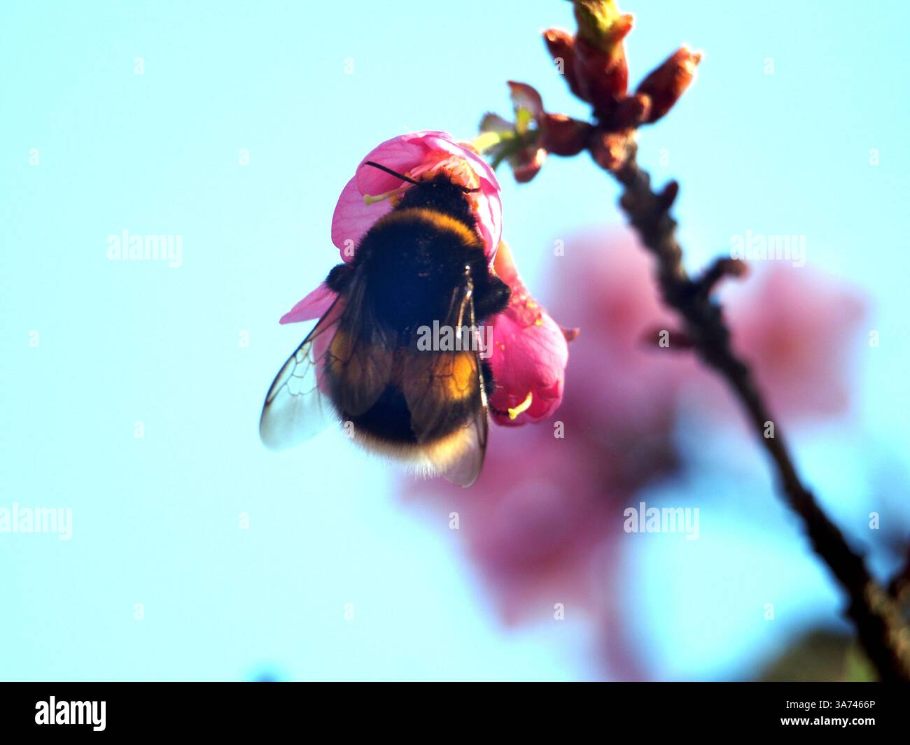 Gros plan d'une bourdon à queue polie (bombus terrestris) ou d'une grosse bourdon de terre collectant du pollen d'un prunus campanulata, également connu sous le nom de Taiwan ch Banque D'Images