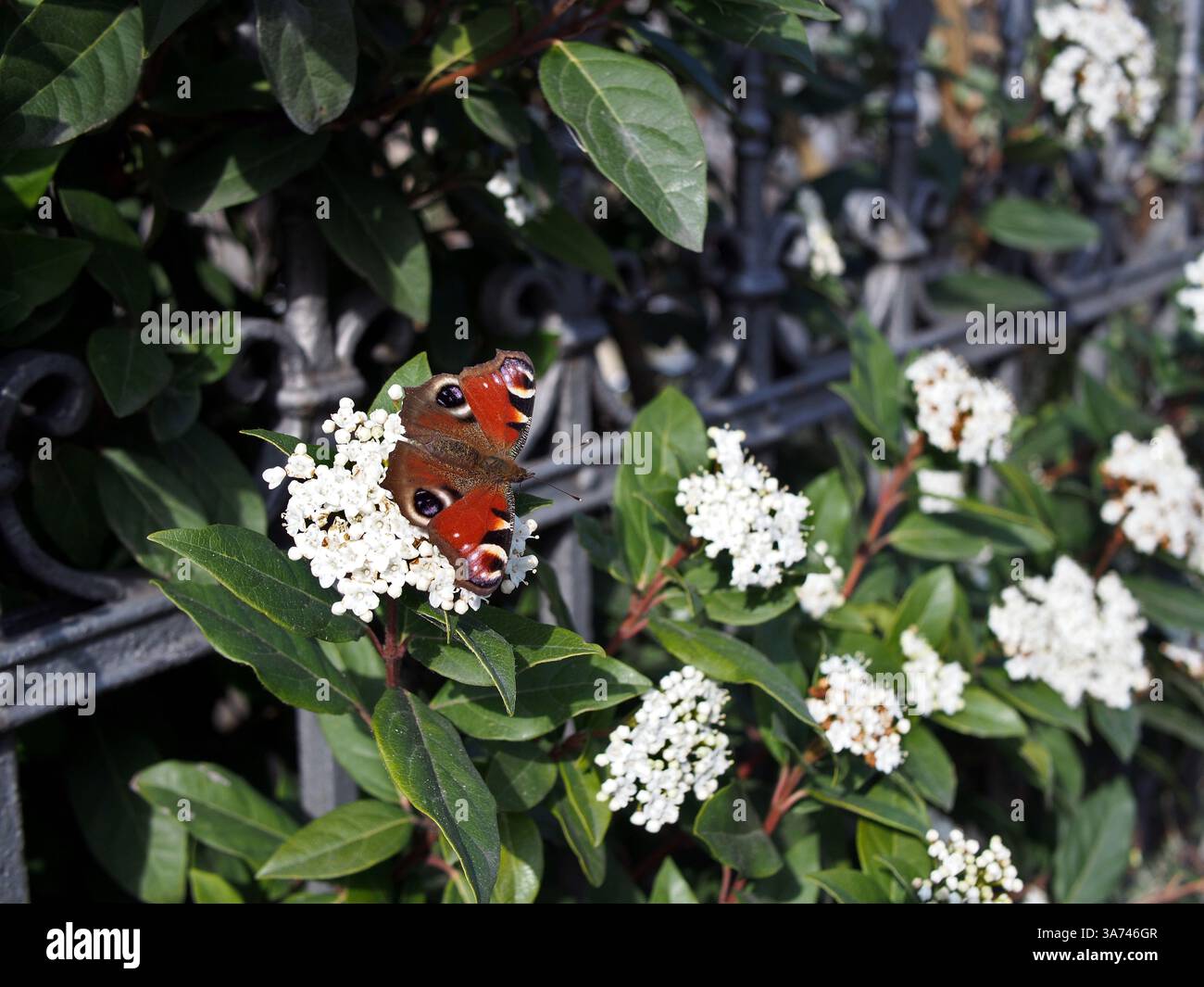 Un aglais io, paon européen, ou papillon paon assis sur un amas de laurustine (viburnum tinus L.) poussant à travers une clôture de cour avant à Bonn, Banque D'Images