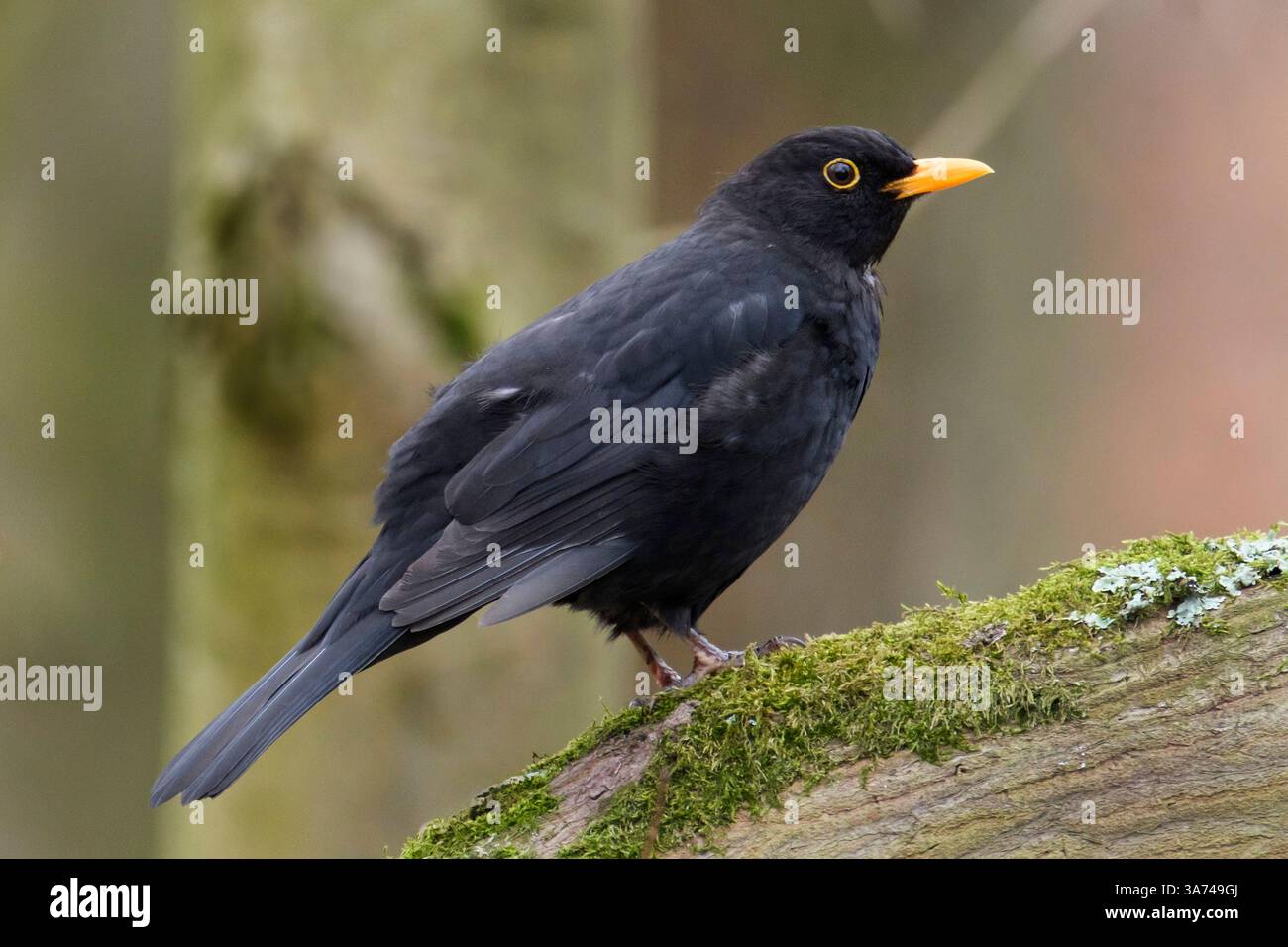Blackbird dans le jardin botanique de la forêt à Cologne. Le gros noir (Turdus merula) ou muguet noir, parfois aussi connu sous le nom de grand gros noir Banque D'Images