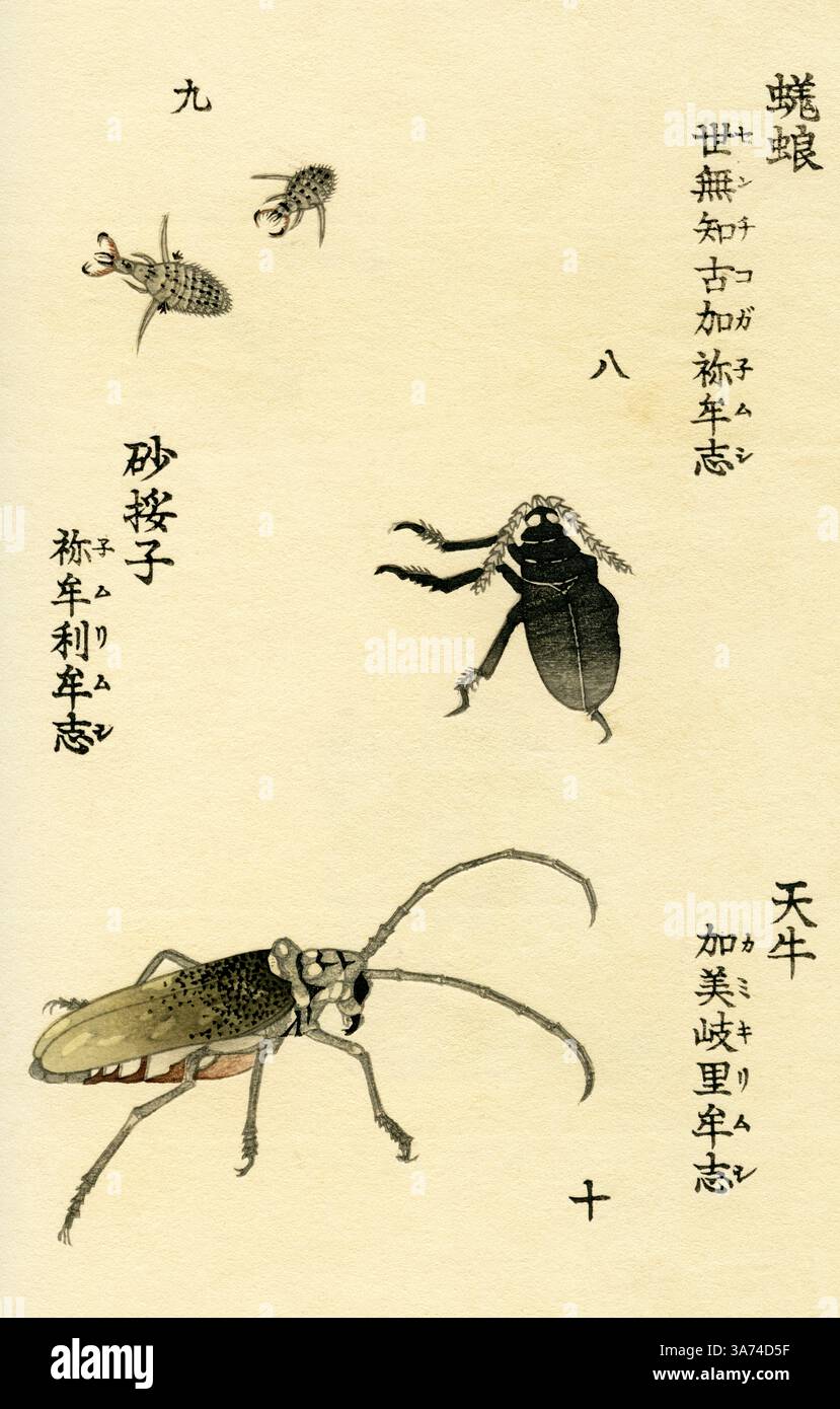 Geotrupes (scarabées) / Doodlebugs (Myrmeleon) / Batocera lineolata (scarabées) / Yamamoto Keigu 1868 Banque D'Images