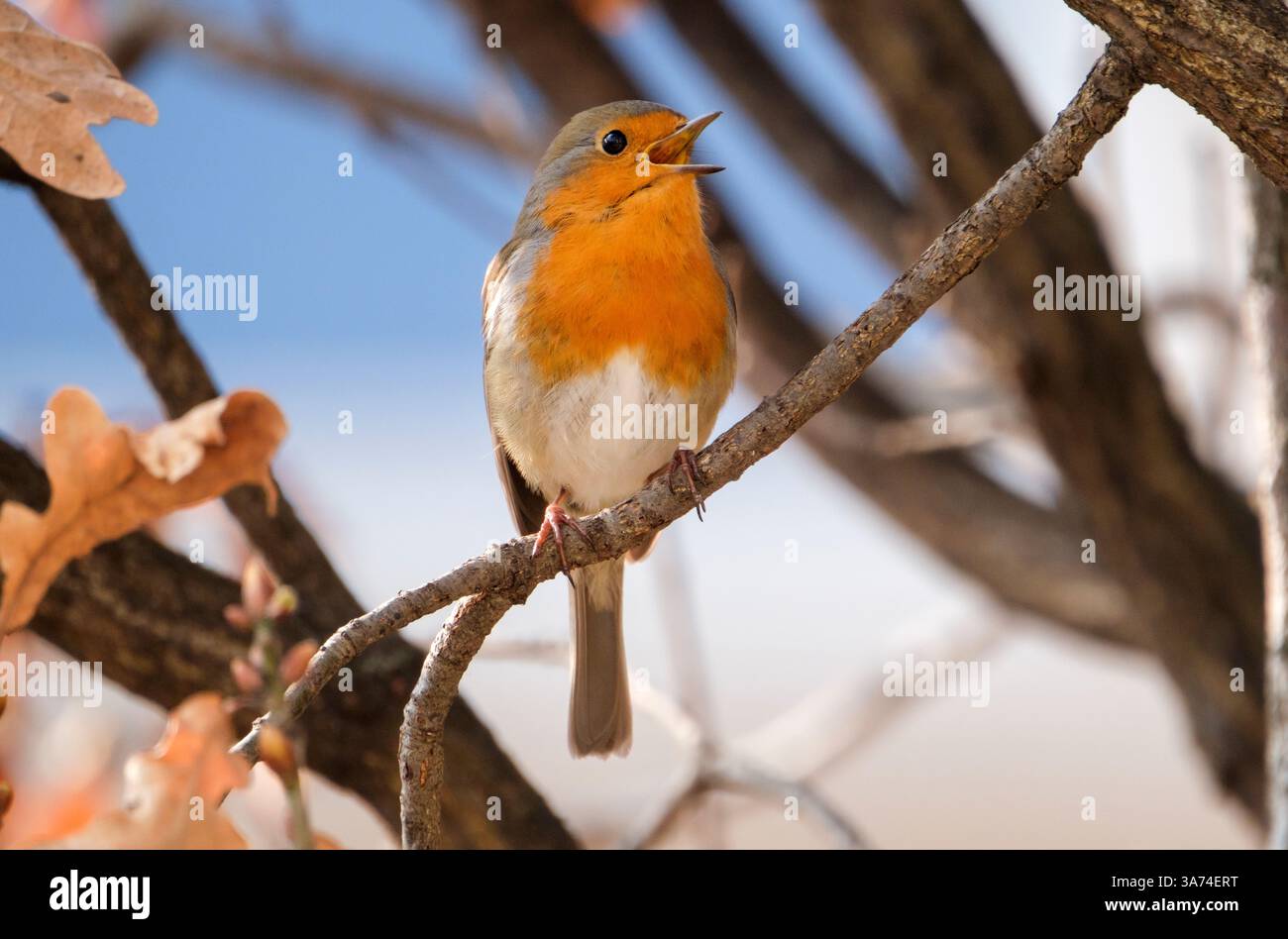 Chanter robin dans le quartier Nippes de Cologne. Le robin (Erithacus rubecula) est une espèce d'oiseau de la famille des mouches (Muscicapidae). Banque D'Images