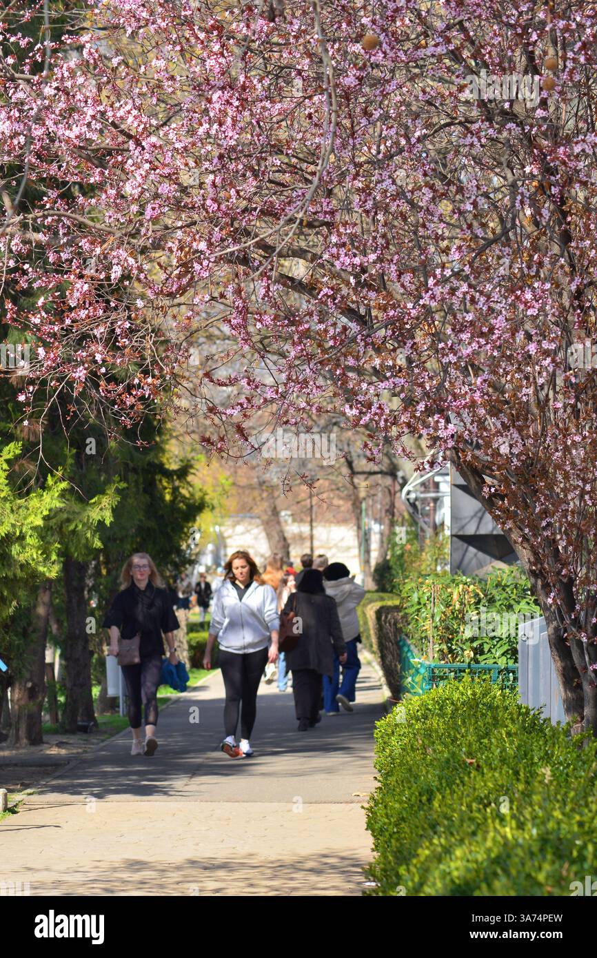 Les gens se promenant parmi les arbres à fleurs dans Herastrau Park Bucarest Banque D'Images