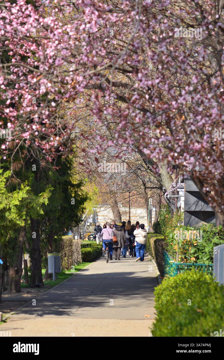 Les gens se promenant parmi les arbres à fleurs dans Herastrau Park Bucarest Banque D'Images