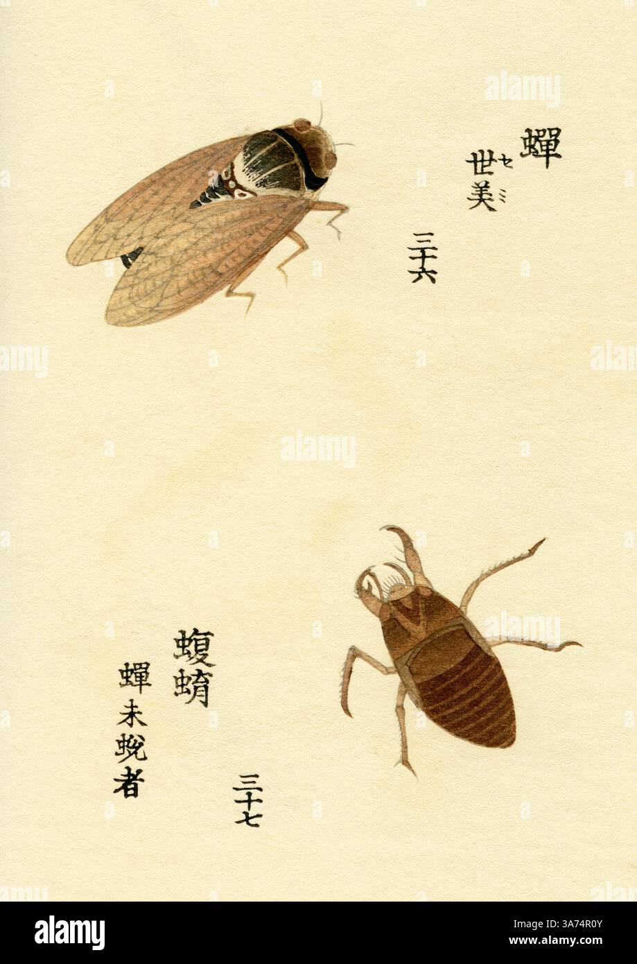 Tanna japonensis ( Cicada du soir ou Higurashi ) / larve de Cicada / Yamamoto Keigu 1868 Banque D'Images