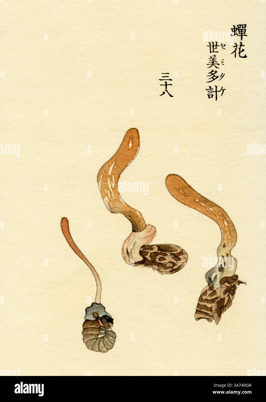 Cordyceps sobolifera ( Isaria cigadae Miquel ou Paecilomyces cigales (Miquel.) Samson) / Yamamoto Keigu 1868 Banque D'Images