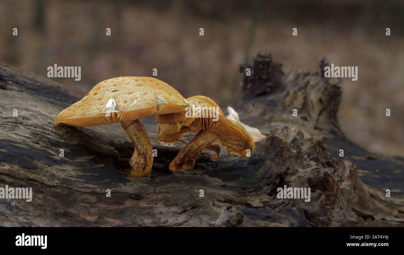 Champignons jaunes poussant sur Fallen Log in Forest Banque D'Images
