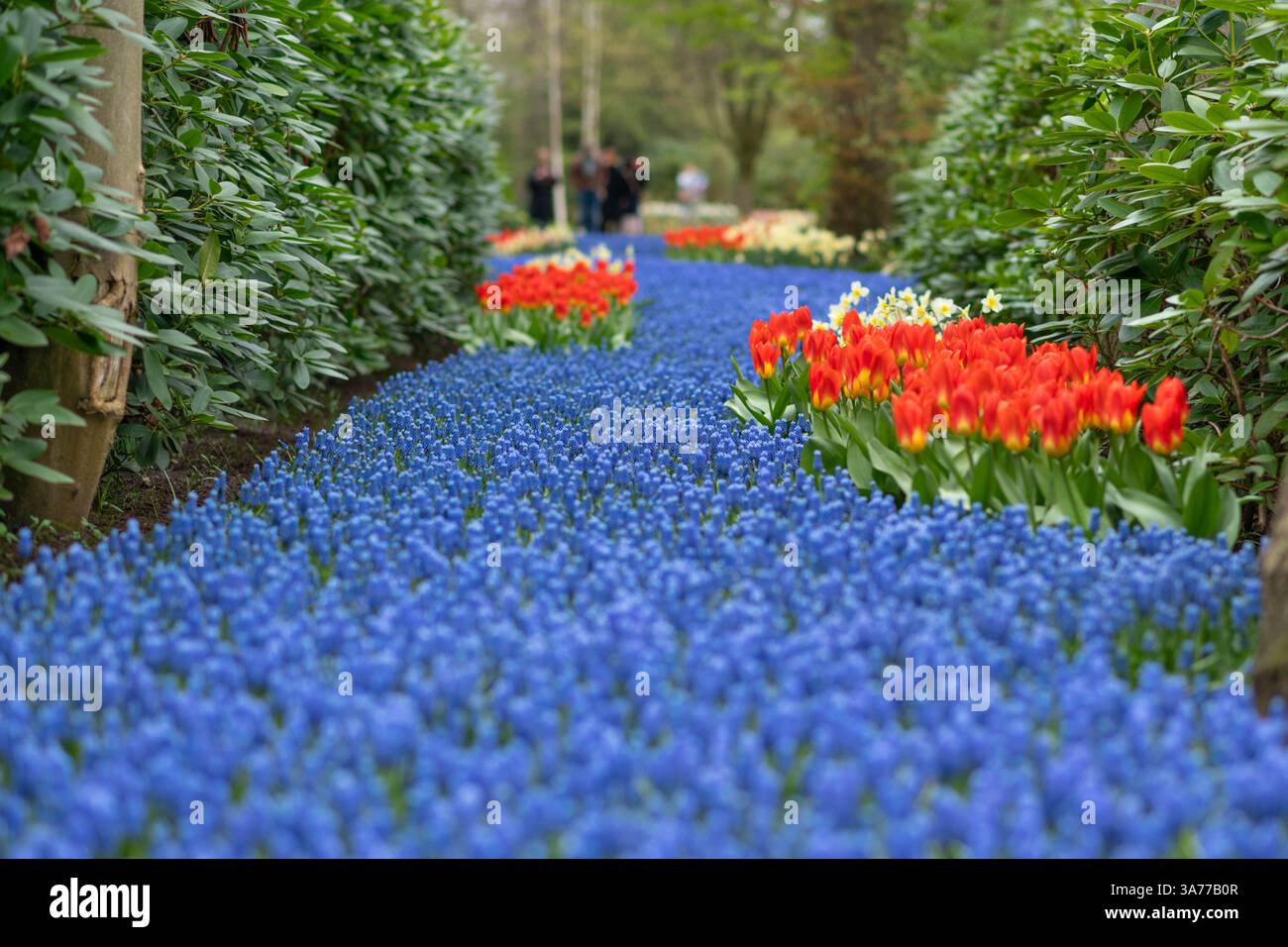 Tapis de printemps bleu muscari Hollande Banque D'Images