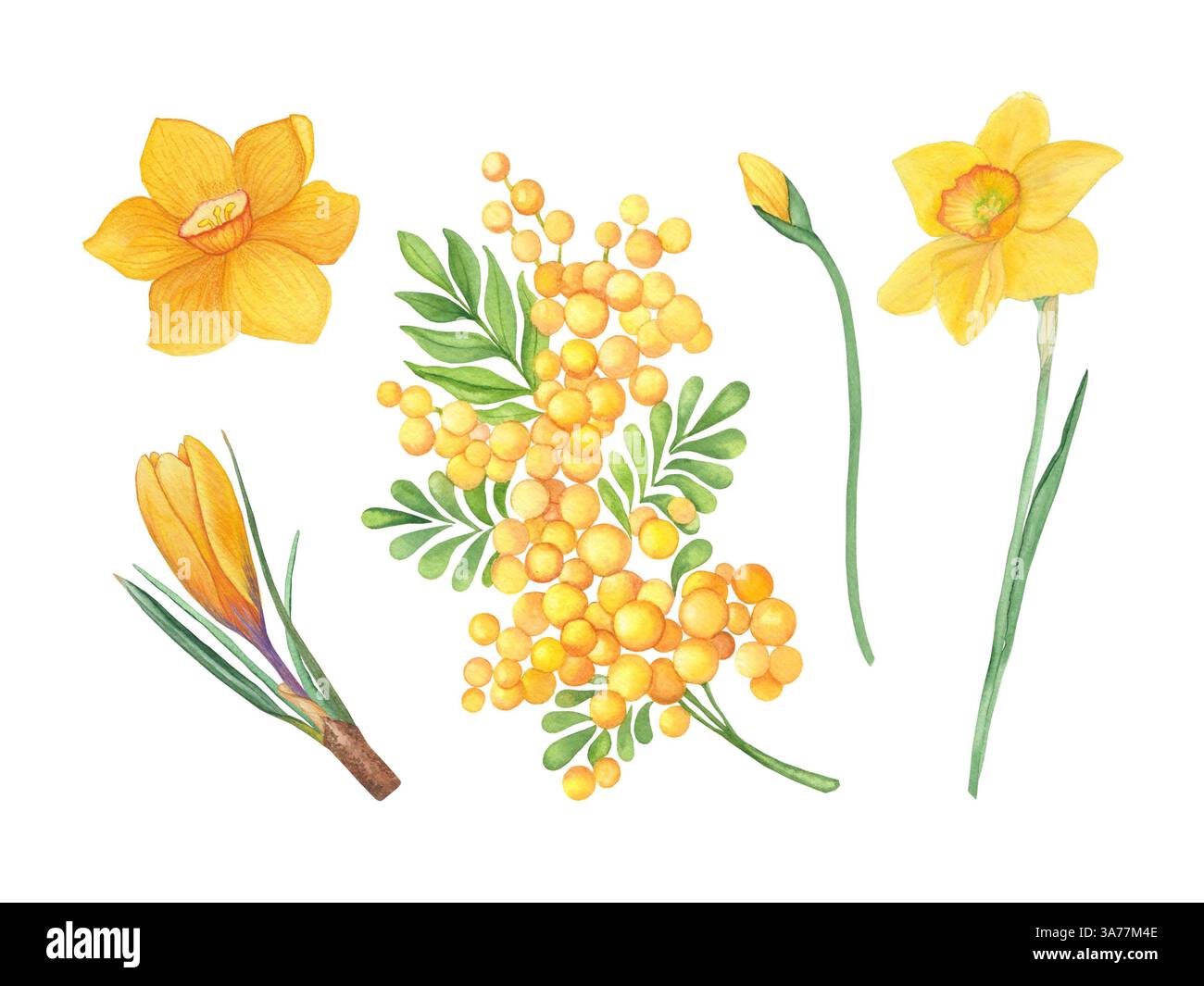 Un ensemble de fleurs aquarelles printanières avec mimosa, jonquilles et crocus peints à la main. Idéal pour créer des cartes de vœux saisonnières, invitations de mariage Banque D'Images