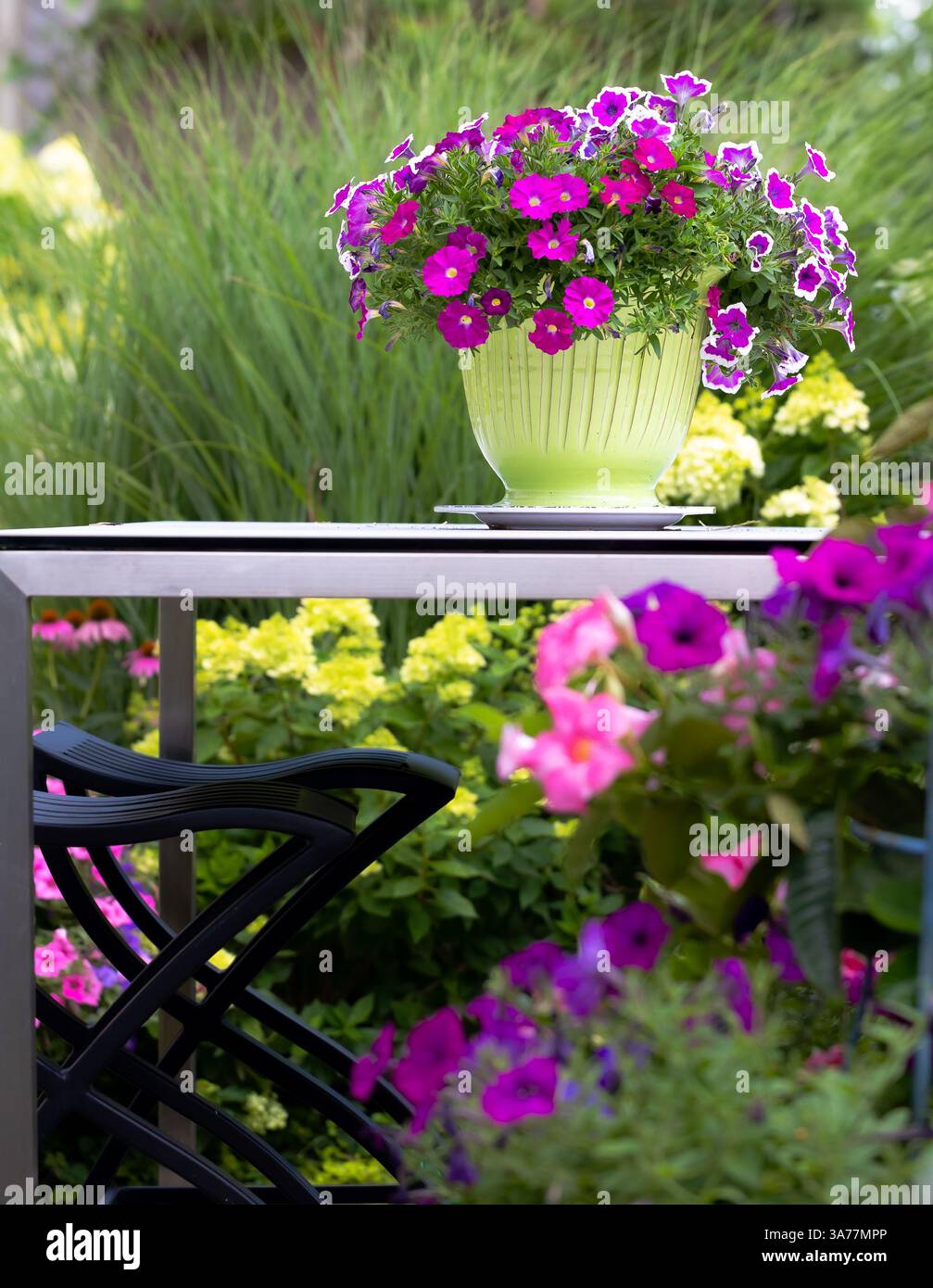 Pétunias roses brillants dans un pot de jardin chartreuse sur une table de patio extérieure parsons en quartz blanc avec base en acier inoxydable - jardin contemporain Banque D'Images