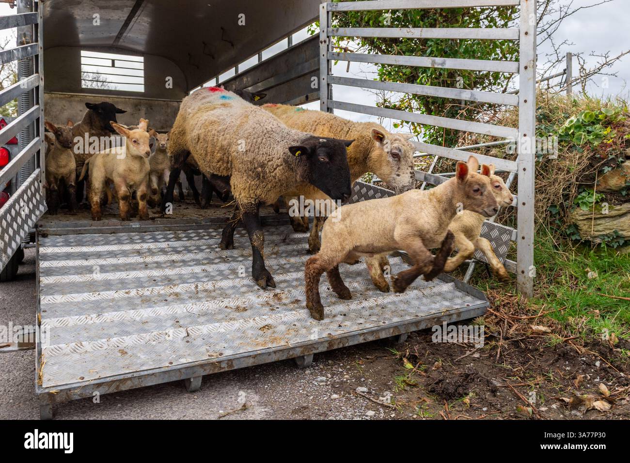 Sheep Farmer apporte des brebis et des agneaux nouvellement nés dans les champs de Drimoleague, West Cork, Irlande. Banque D'Images