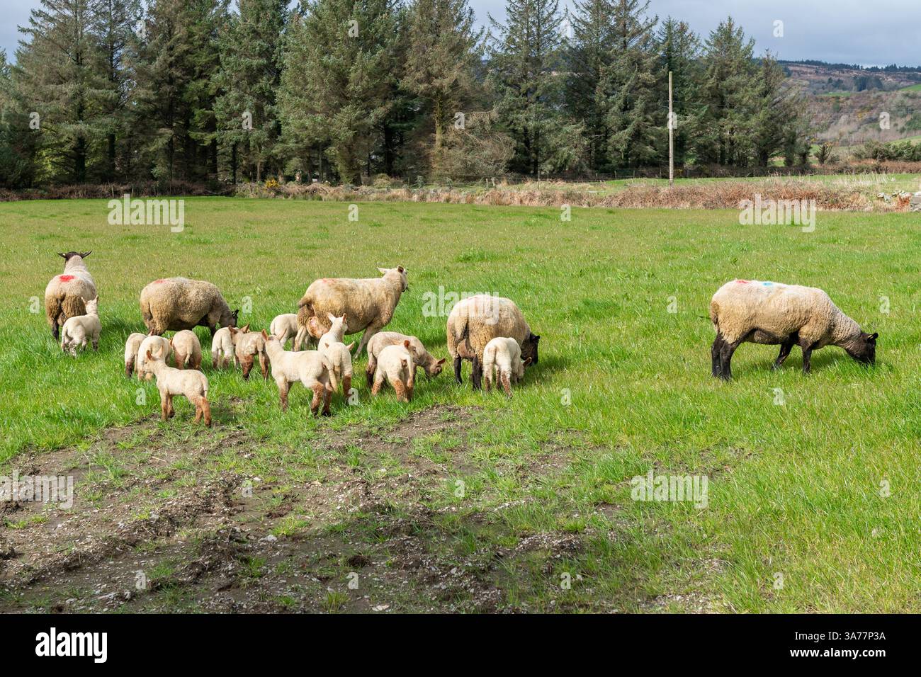 Sheep Farmer apporte des brebis et des agneaux nouvellement nés dans les champs de Drimoleague, West Cork, Irlande. Banque D'Images