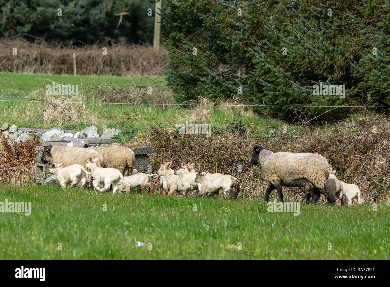 Sheep Farmer apporte des brebis et des agneaux nouvellement nés dans les champs de Drimoleague, West Cork, Irlande. Banque D'Images