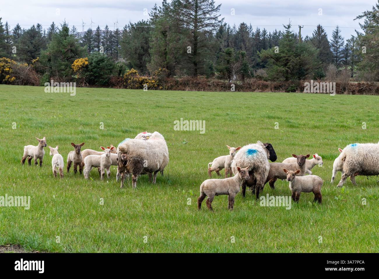 Sheep Farmer apporte des brebis et des agneaux nouvellement nés dans les champs de Drimoleague, West Cork, Irlande. Banque D'Images