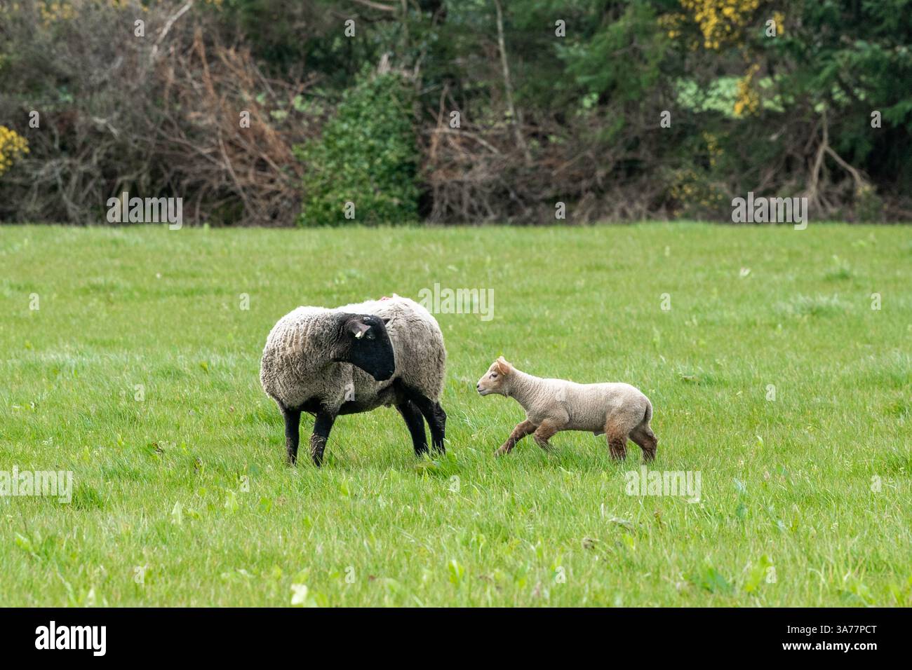 Sheep Farmer apporte des brebis et des agneaux nouvellement nés dans les champs de Drimoleague, West Cork, Irlande. Banque D'Images