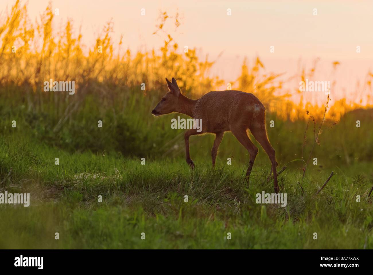 Femelle de cerf rodé (Capreolus capreolus) dans le champ à l'aube en été. Banque D'Images
