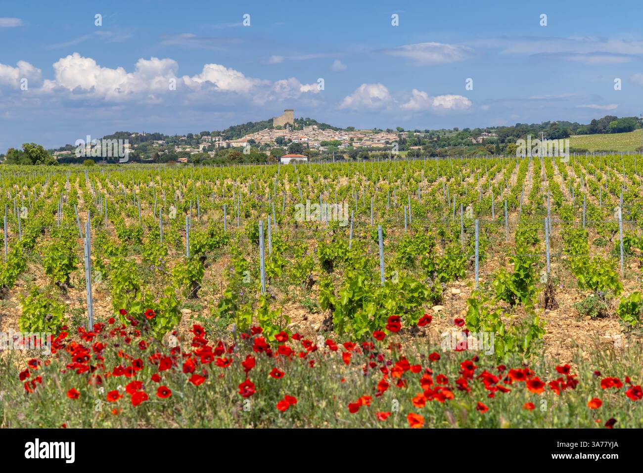 Vignoble typique avec des pierres près de Châteauneuf-du-Pape, Côtes du Rhône, France Banque D'Images