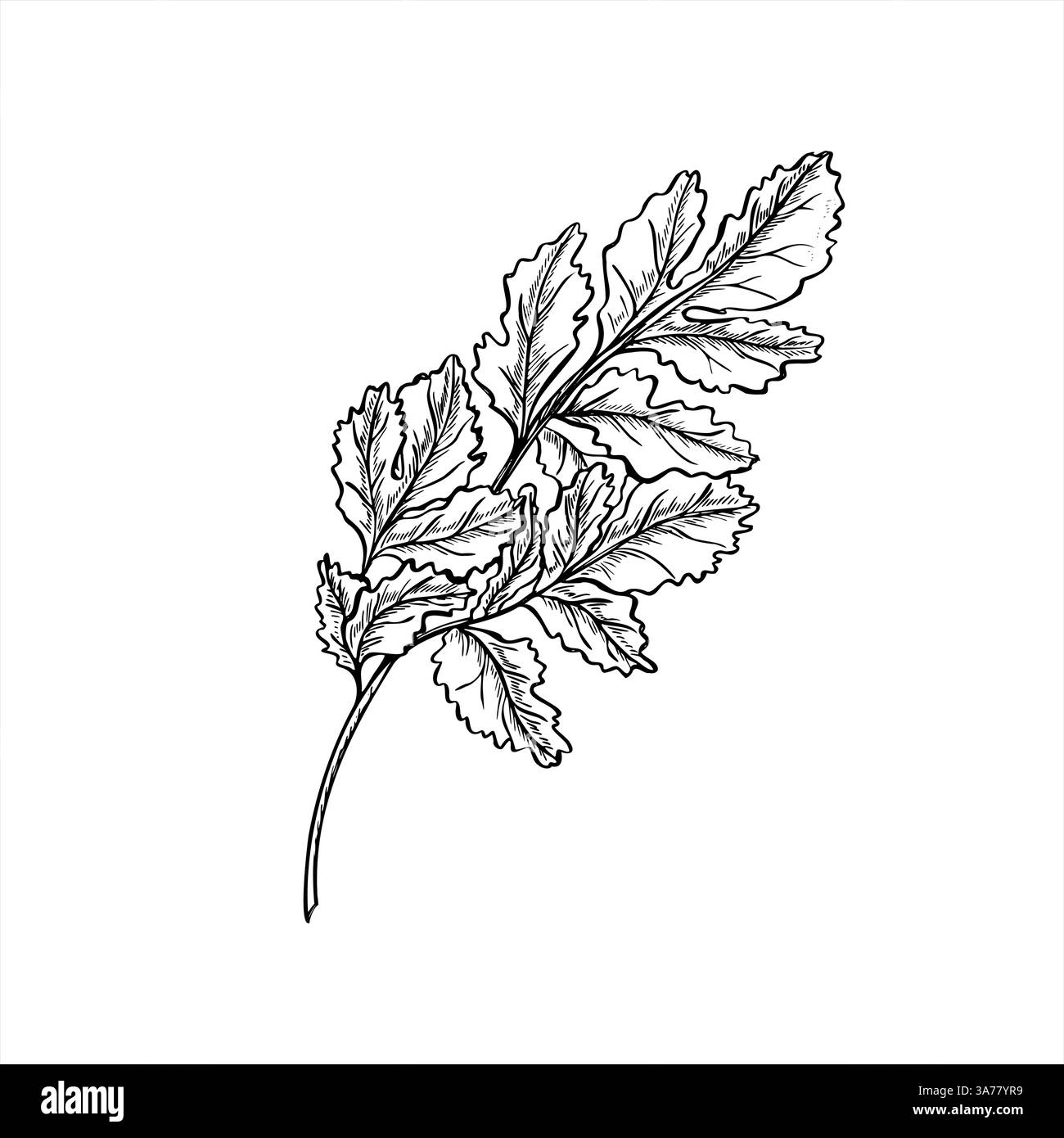 Illustration vectorielle de feuilles de persil ou de coriandre peinte par des encres noires. Croquis graphique réaliste d'herbe d'assaisonnement aromatique méditerranéenne. Élément vert Illustration de Vecteur