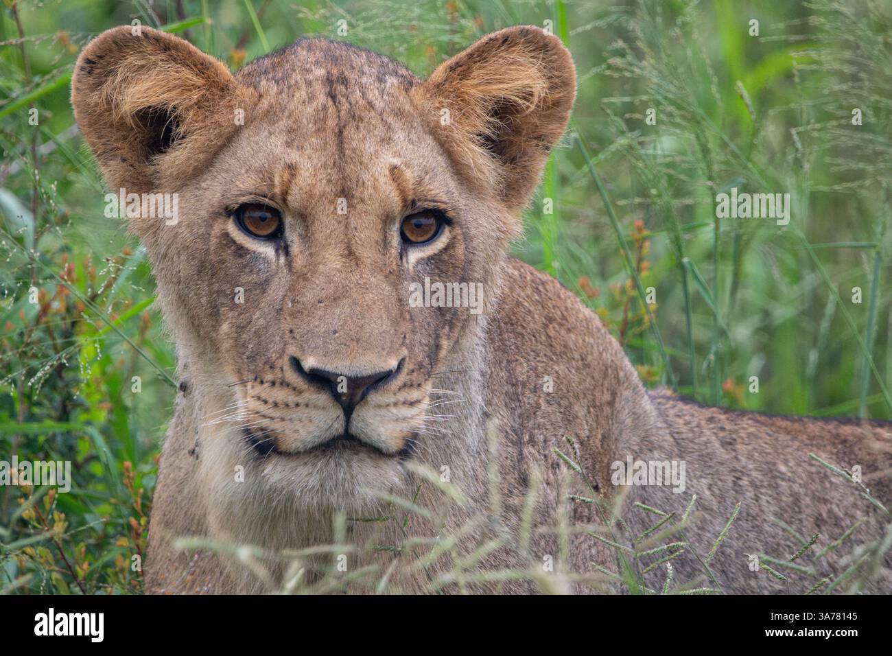 Jeune lion petit l (Panthera leo) ooking droit à vous avec ses grands yeux bruns dans le Bush africain vert luxuriant - Kruger National Park, Afrique du Sud. Banque D'Images