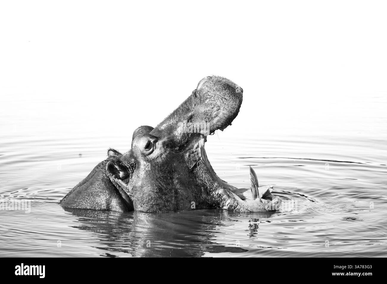 Hippopotame, Hippopotamus amphibius, bâillant dans l'eau, en noir et blanc. Banque D'Images