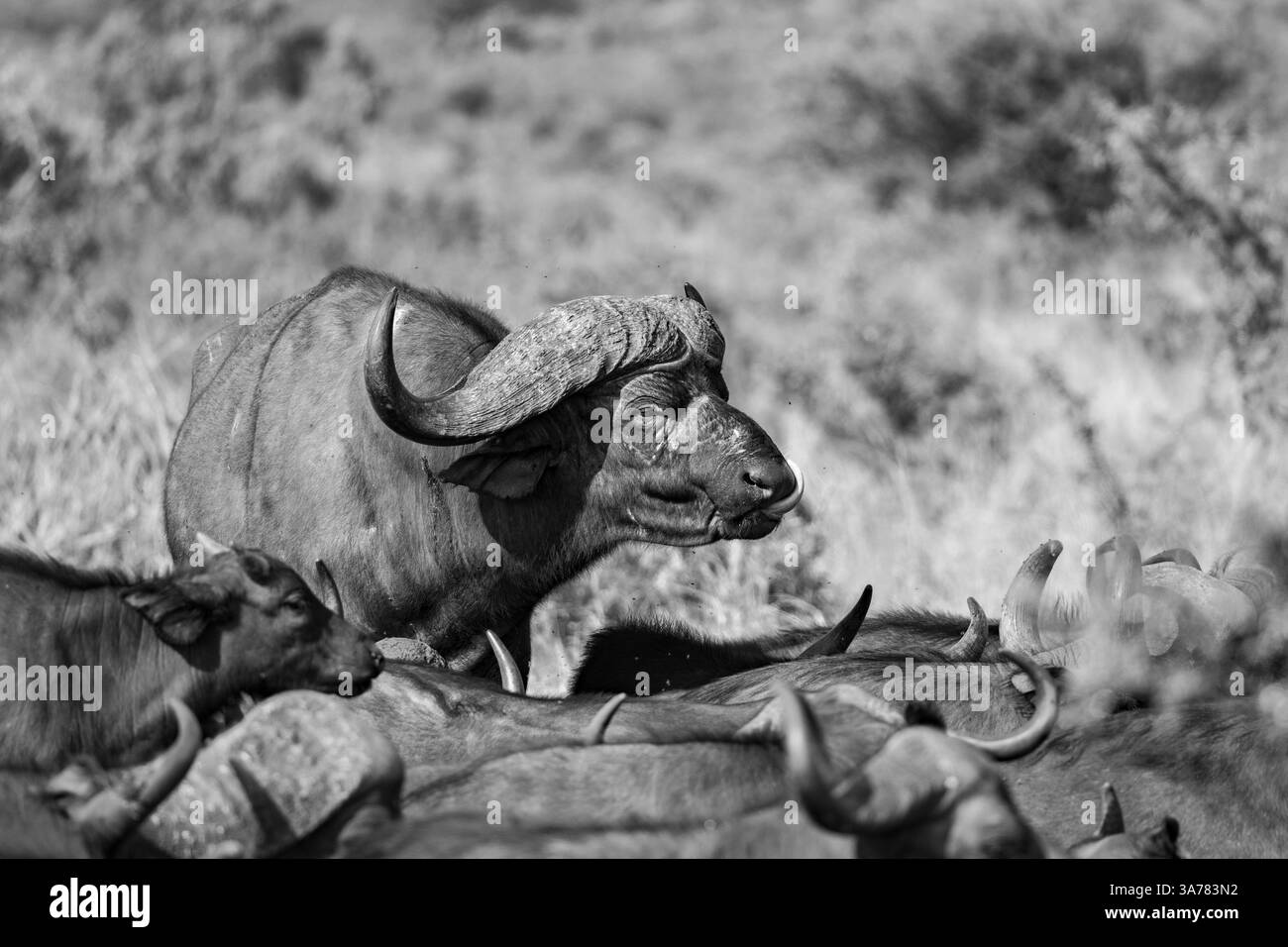 Buffalo Bull, Syncerus caffer, langue sortie, en noir et blanc. Banque D'Images