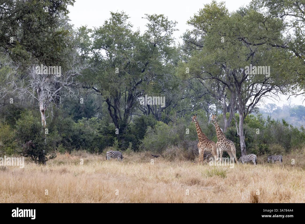 Girafe et zèbre pâturant, Giraffa camelopardalis et Equus zèbre. Banque D'Images