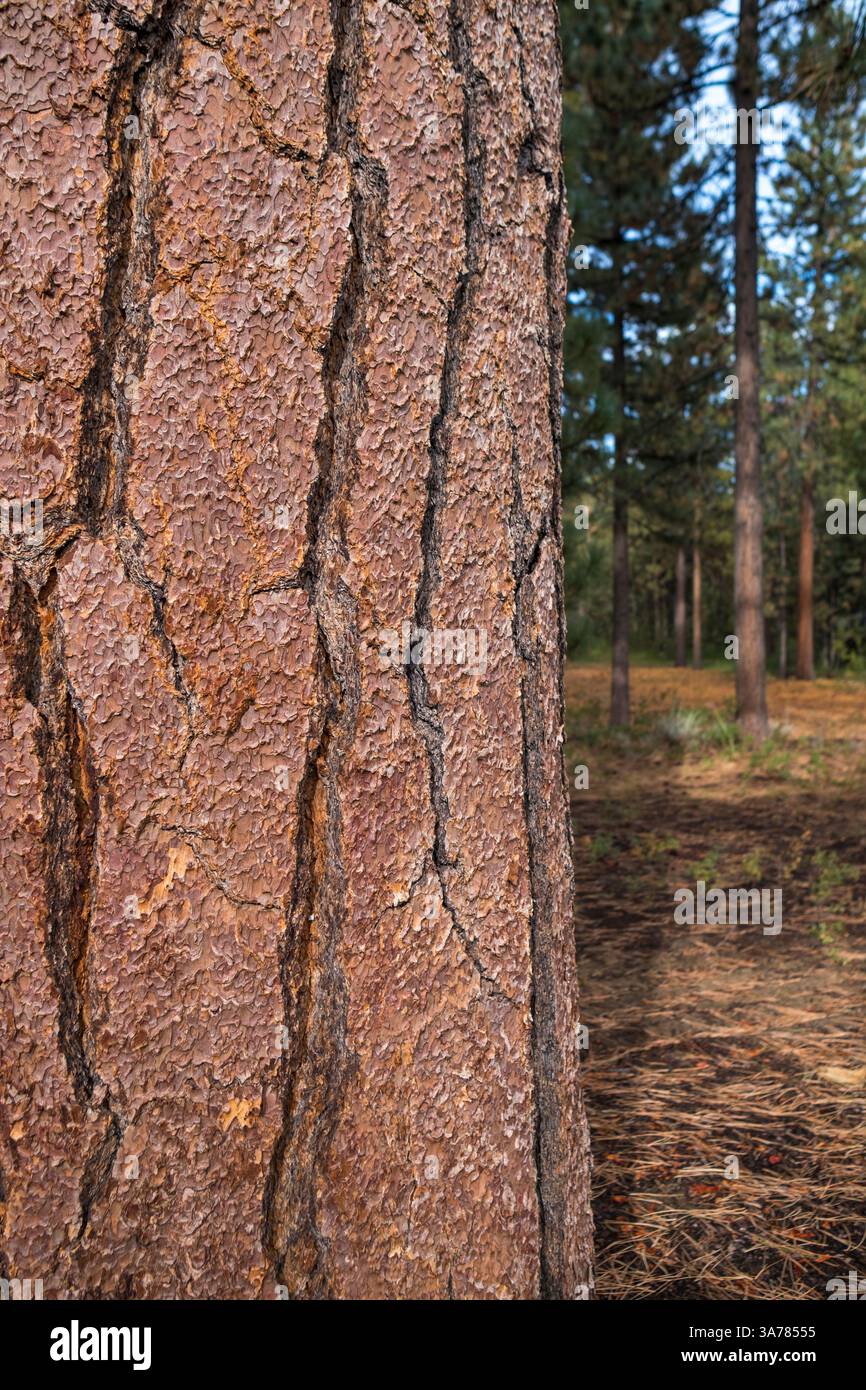 Gros plan de vieux arbre de pin Jeffrey, forêt à distance, High Sierra, Lake Tahoe, CA, ÉTATS-UNIS Banque D'Images