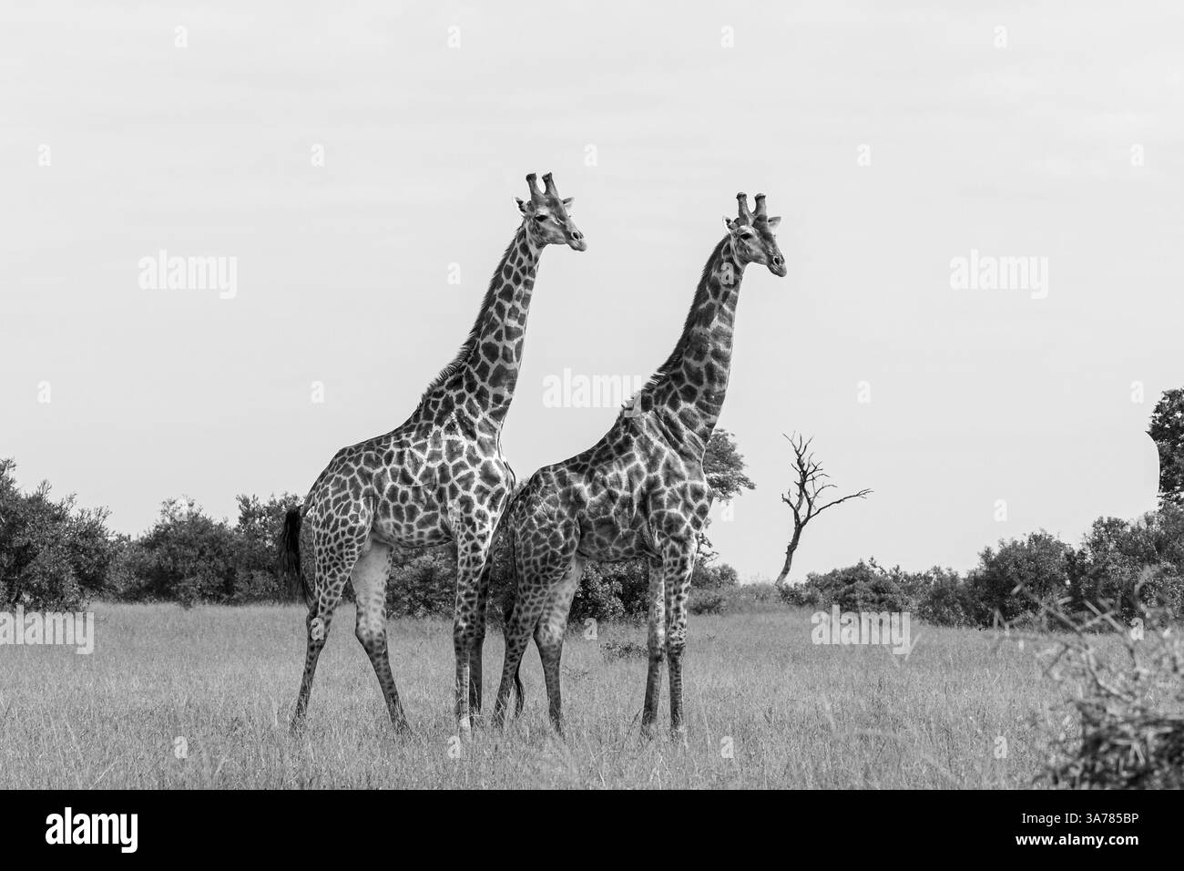 Girafe, Giraffa camelopardalis, deux mâles debout ensemble, noir et blanc. Banque D'Images