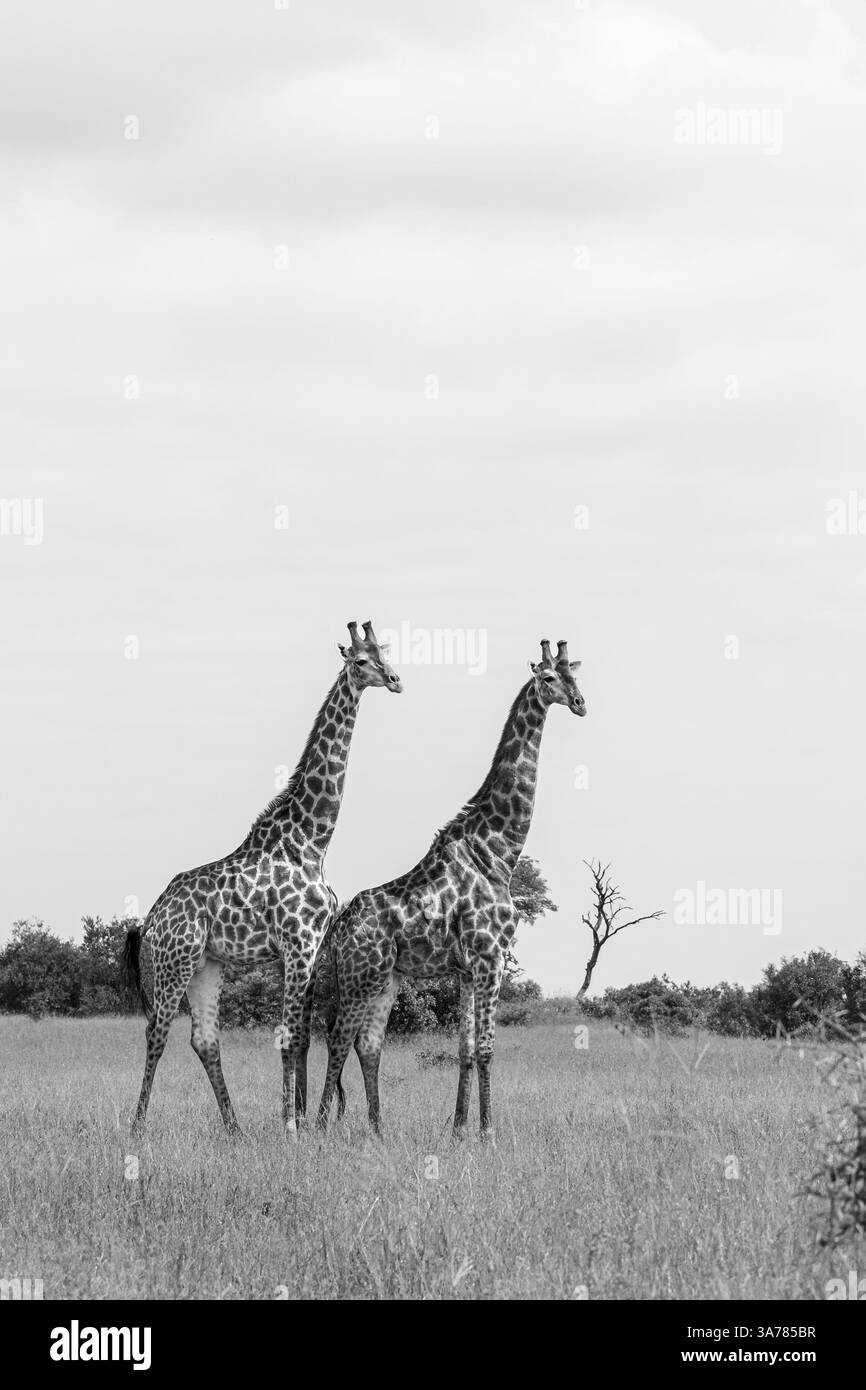 Girafe, Giraffa camelopardalis, deux mâles debout ensemble, noir et blanc. Banque D'Images